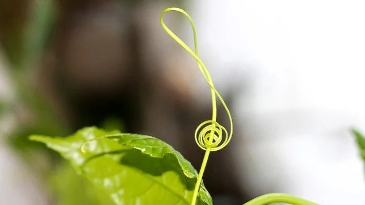 Why Morning Drumming Works Well for Seniors