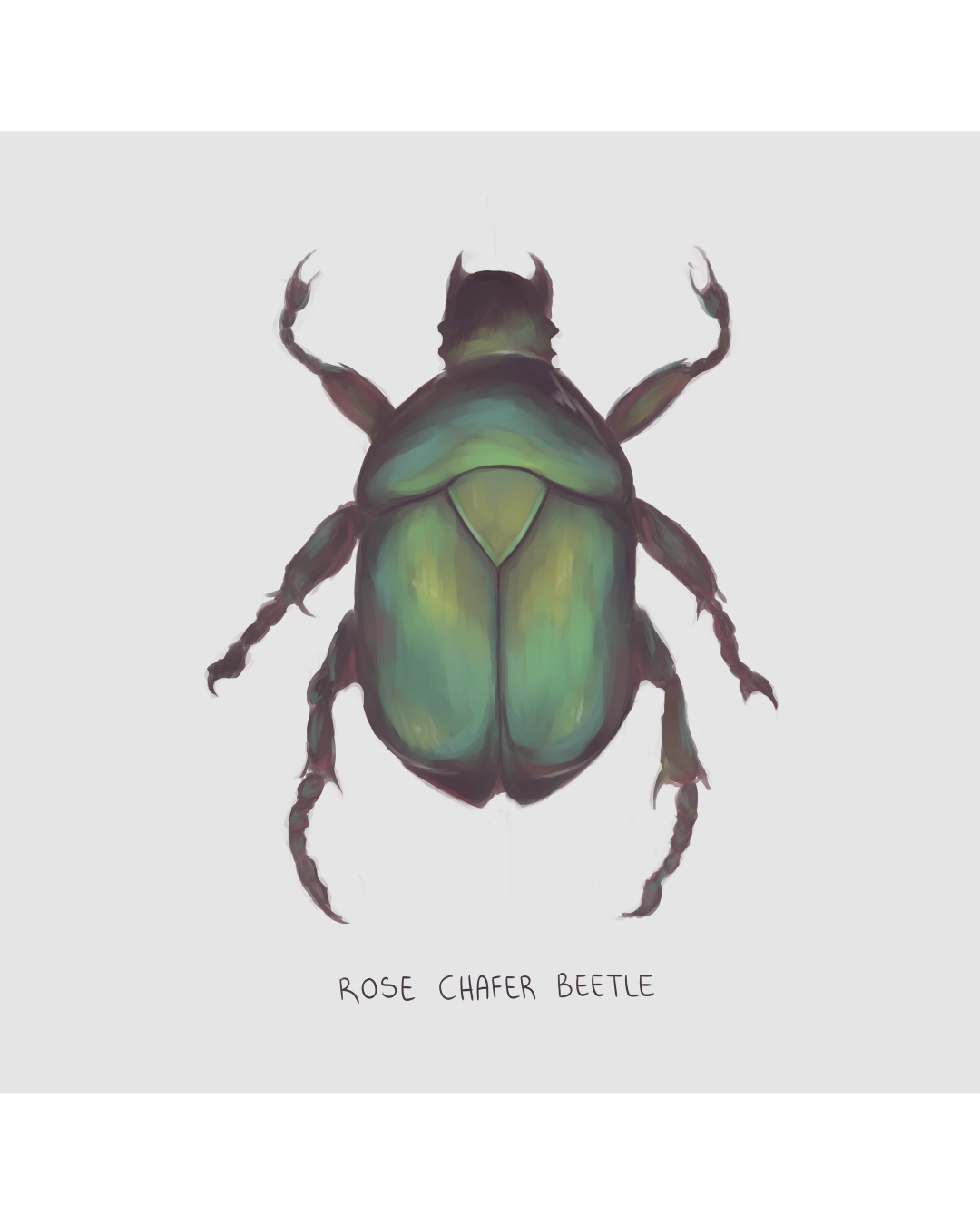 Rose Chafer Beetle