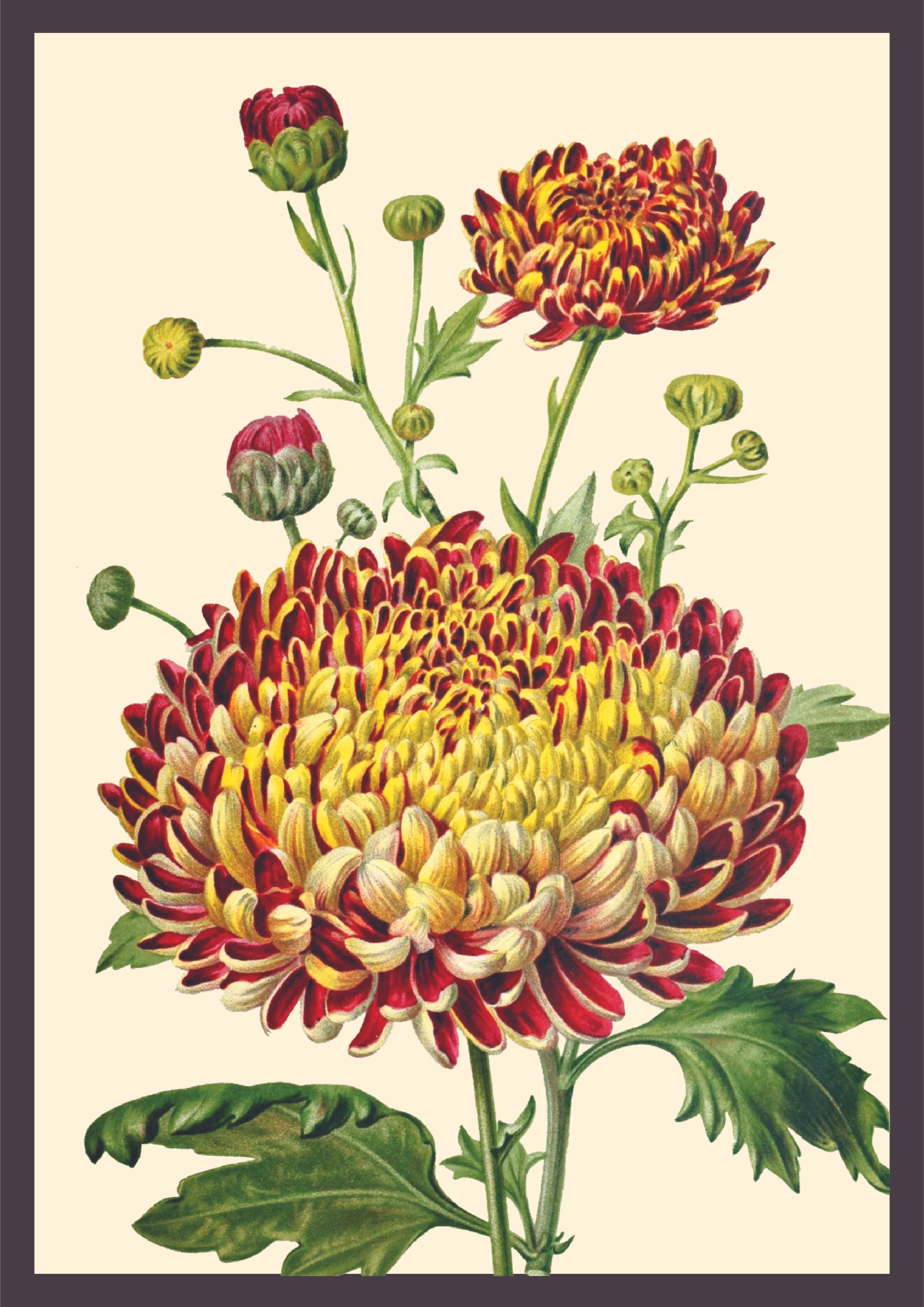 hanafuda-12.jpg