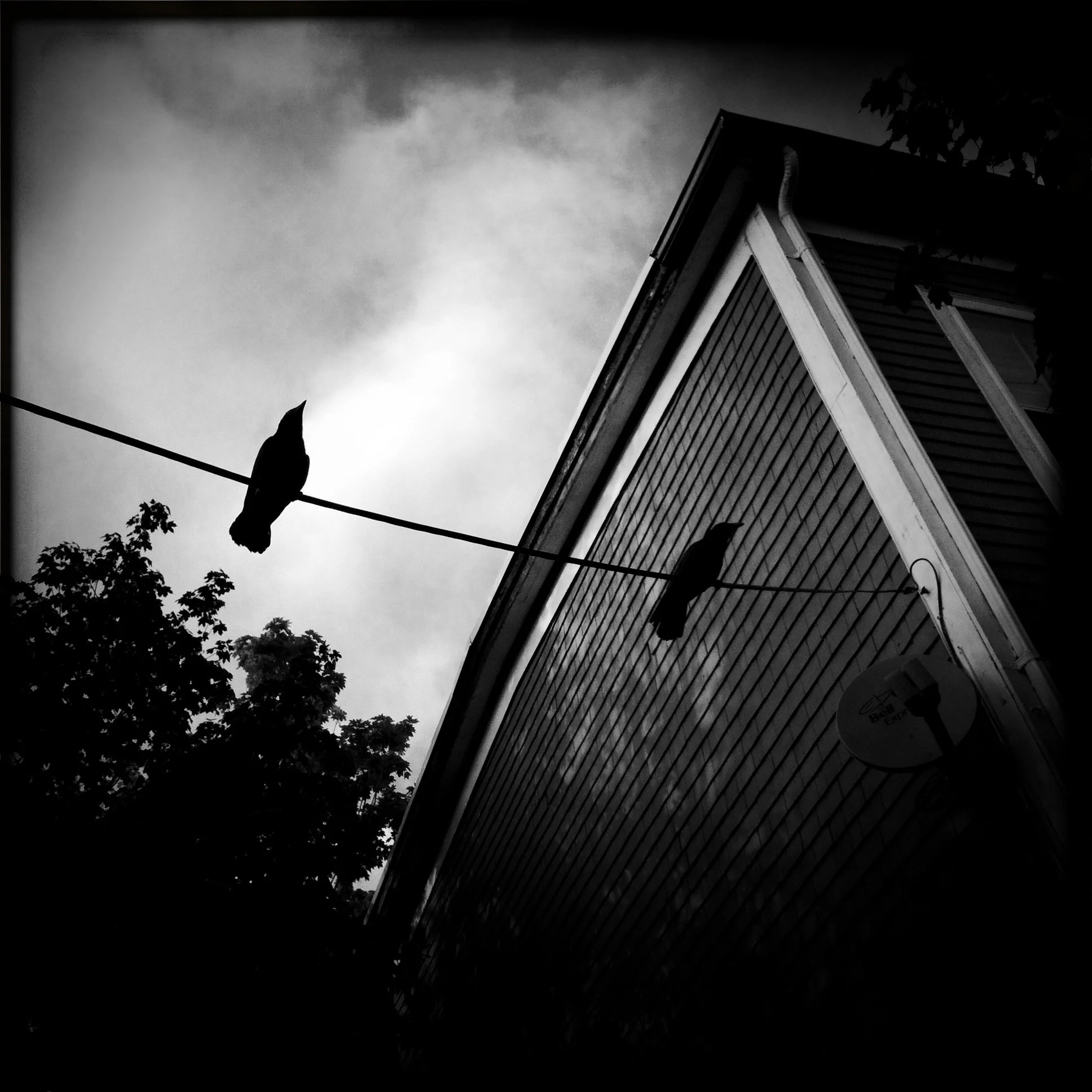 birds on a wire