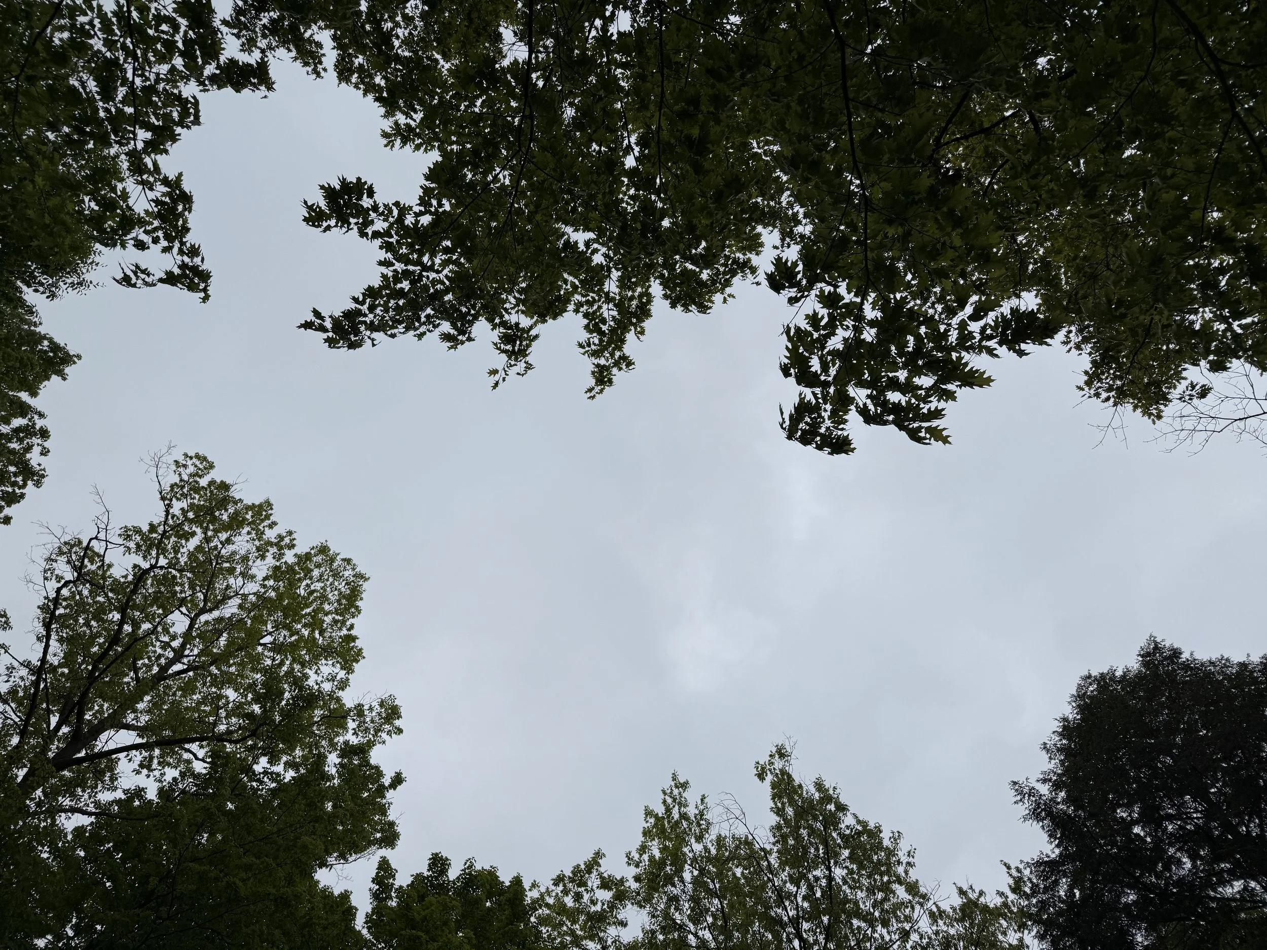IMG_9320.jpeg