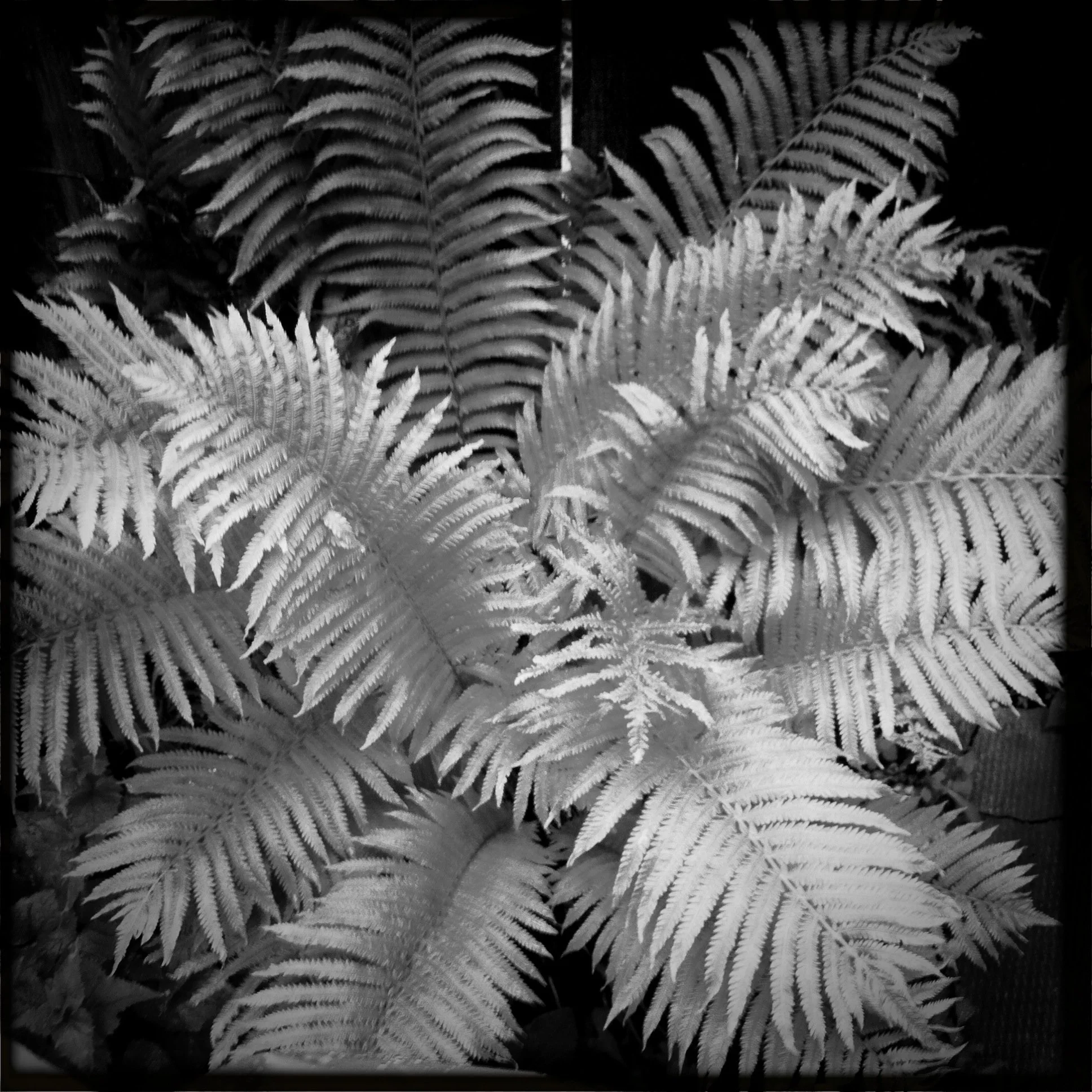 fern II