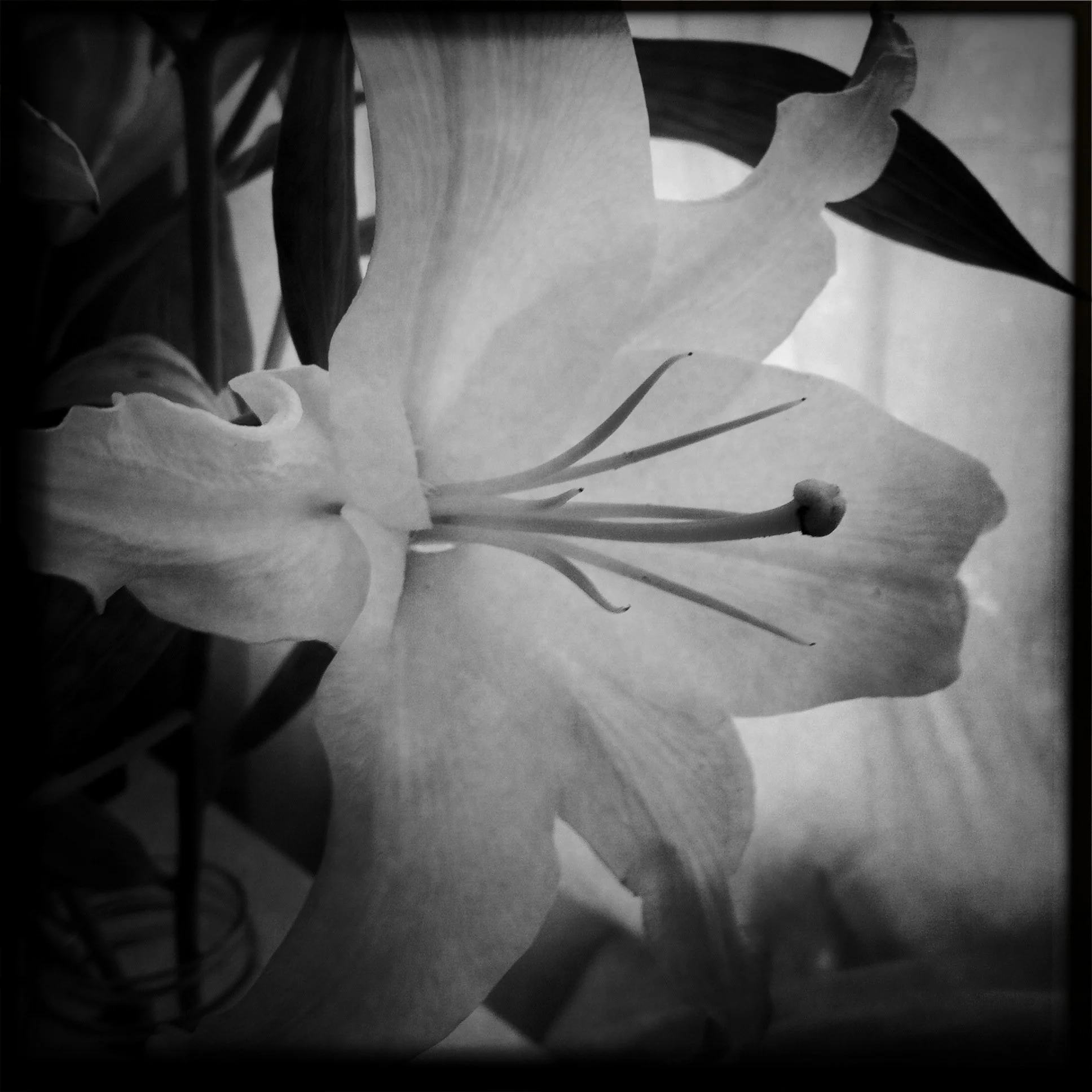 lilies II