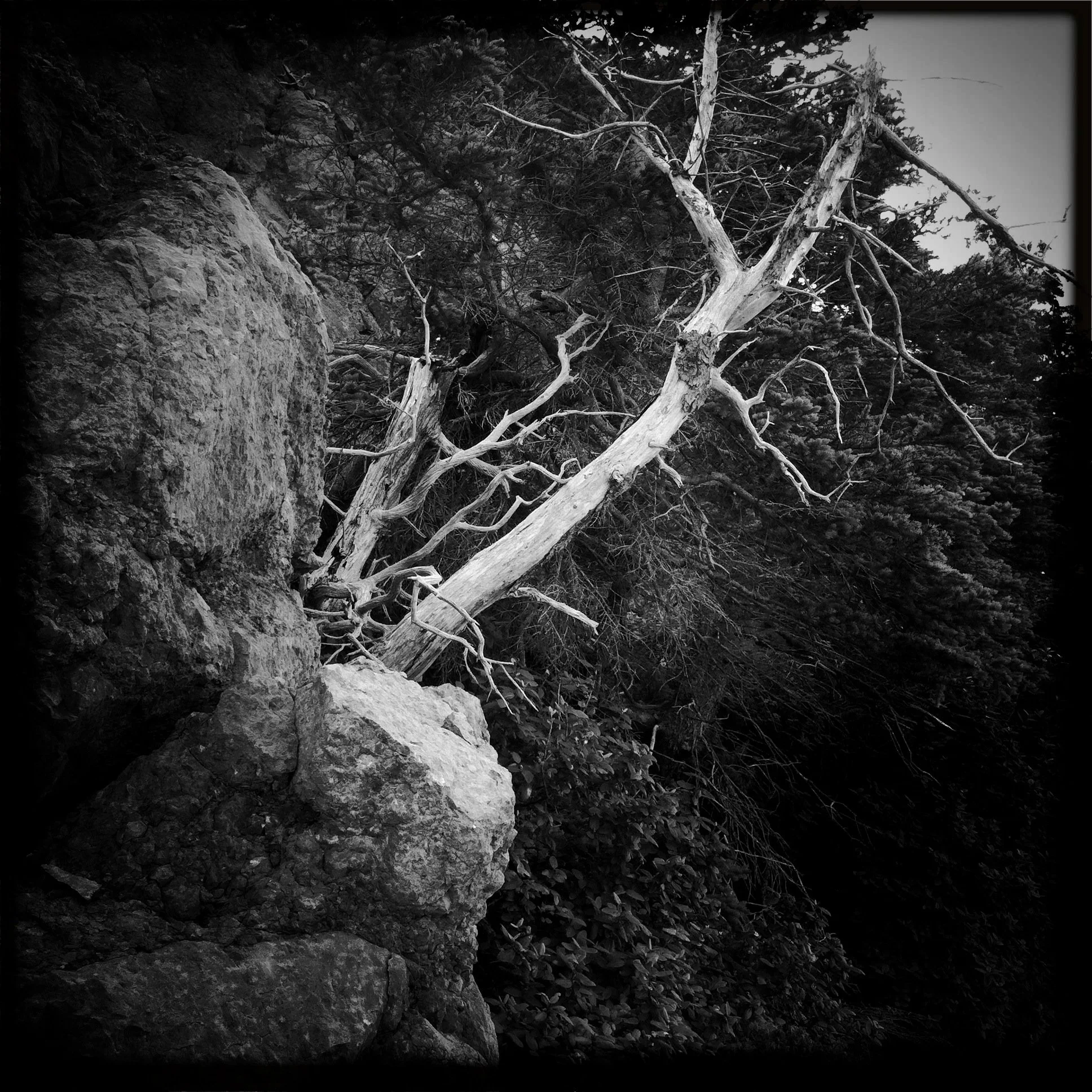 cliff tree II