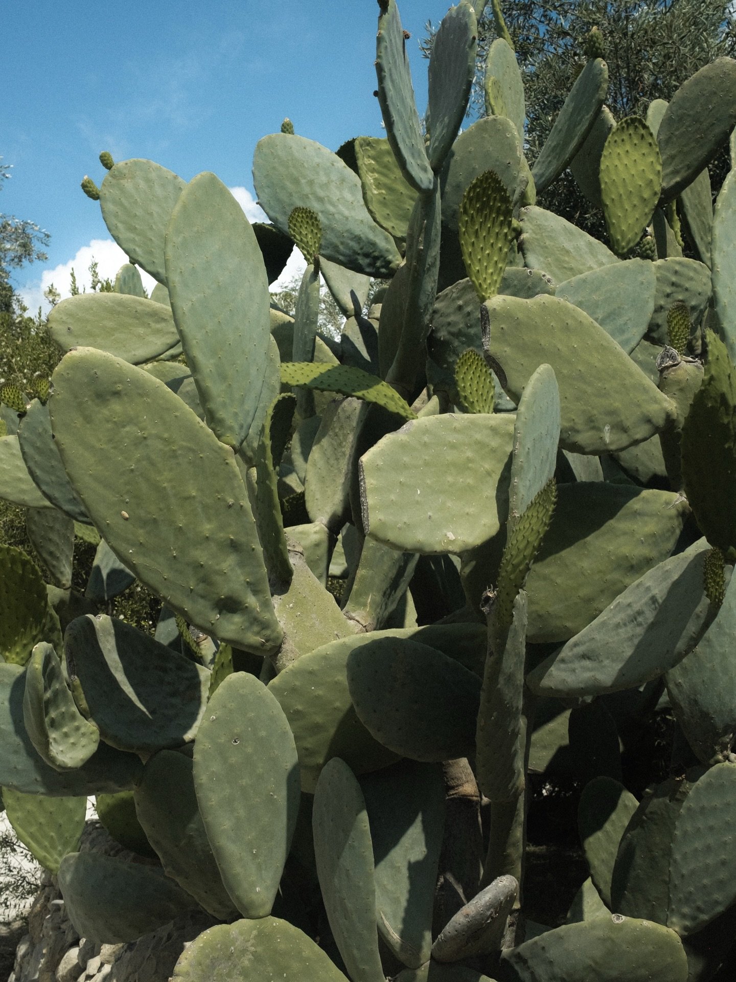 Sizilien &ndash; die Heimat meines Mannes, und inzwischen auch ein St&uuml;ck Zuhause f&uuml;r mich.
Zeit mit der Familie, Gel&auml;chter am Tisch, der Duft von Nonnas K&uuml;che und dieses langsame, ehrliche Leben.
Hier z&auml;hlt nicht die Uhr, son