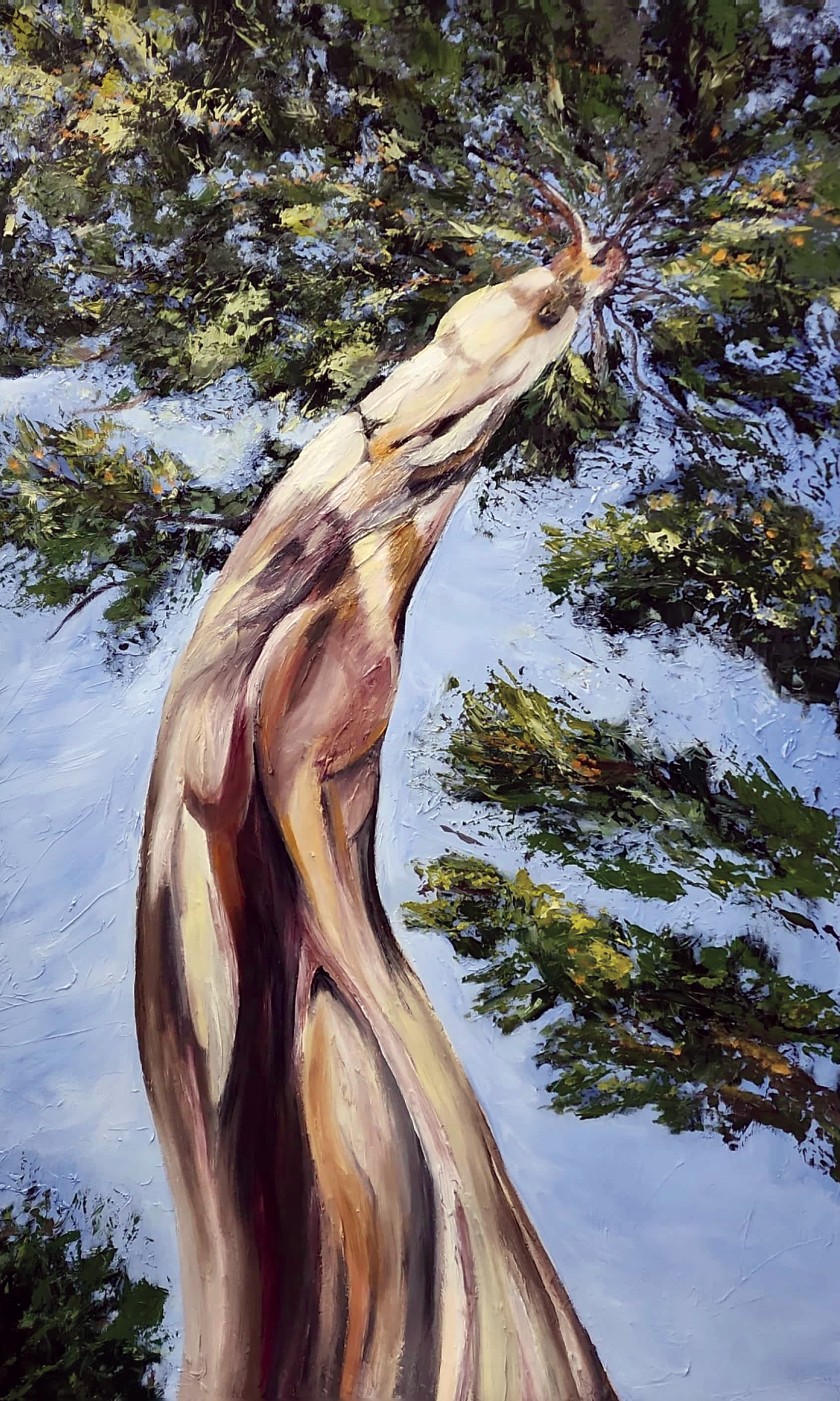 Eucalyptus.png