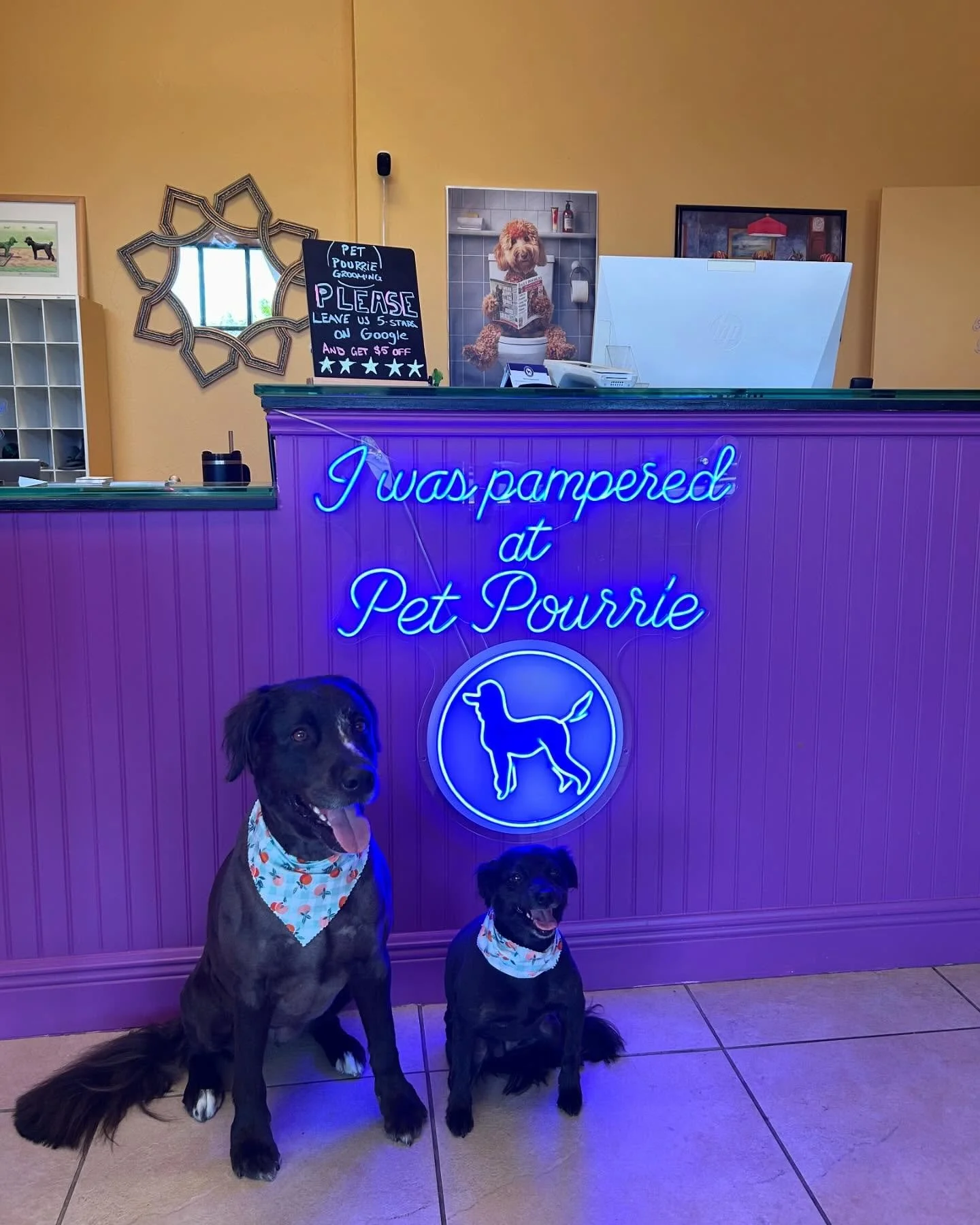Fresh cut, who dis? Mom &amp; daughter serving looks and attitude 🐾💜 #groomedandgorgeous