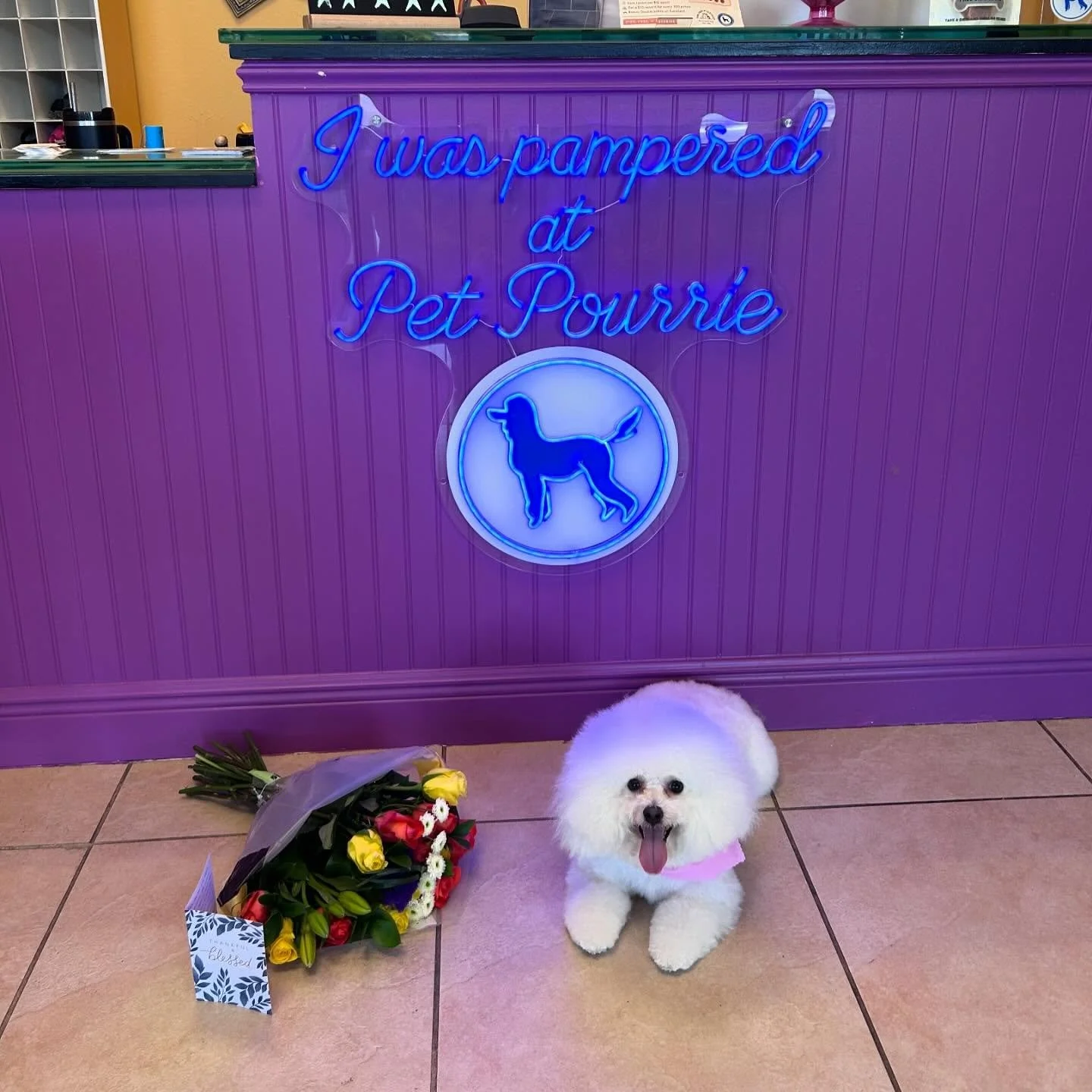 We&rsquo;re going to miss our sweet Susy so much! 💕 She&rsquo;s moving to Daytona with her family and we&rsquo;ve been so lucky to pamper her over the years. Wishing them all the best in this new chapter! Daytona is lucky to have her! 🐾🌸 #bocarato