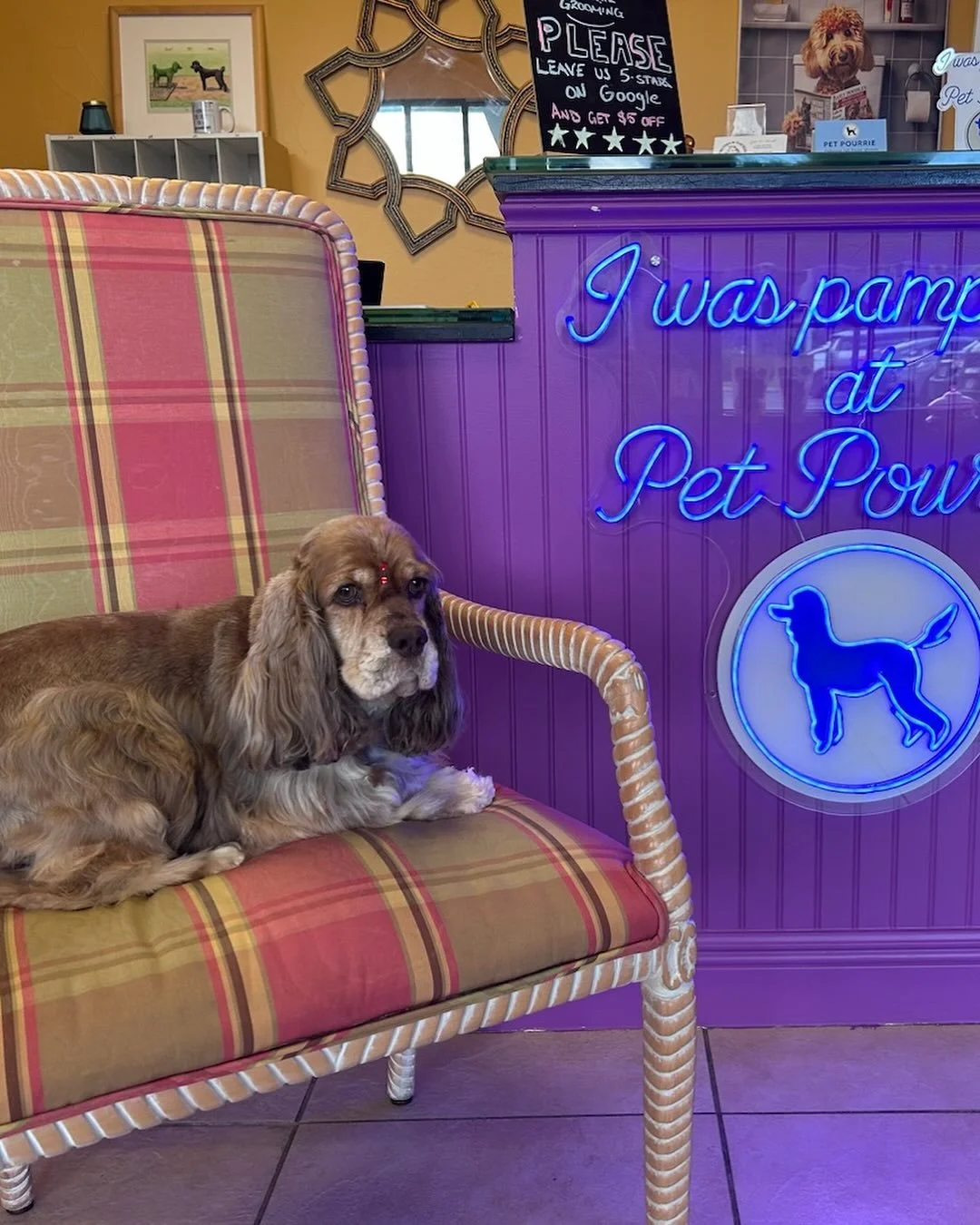 Fresh from the spa and feeling fabulous ✨🐾 #PamperedPup #PetPourrie