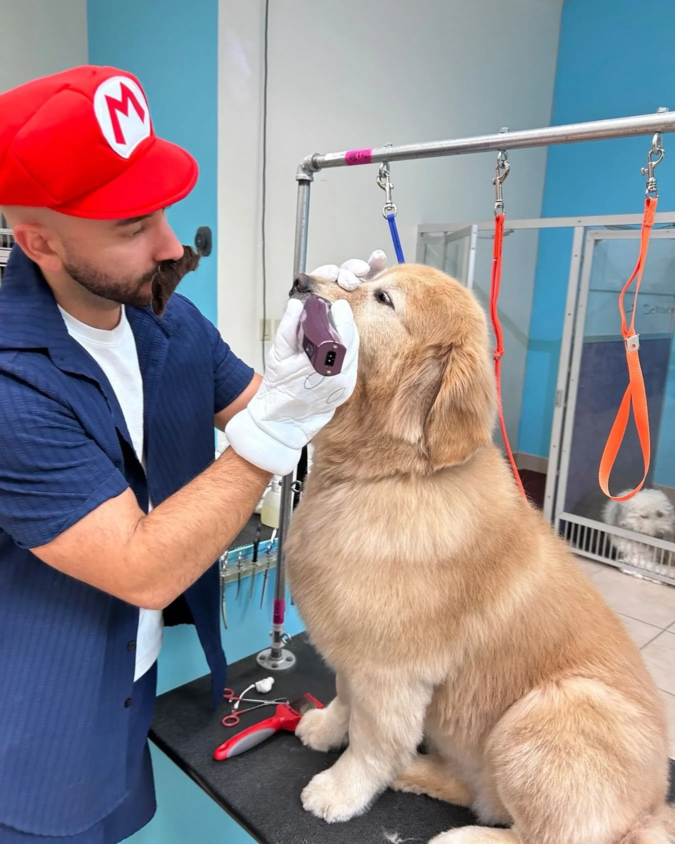 Lovely Lola getting groomed by our new groomer Mario🍄