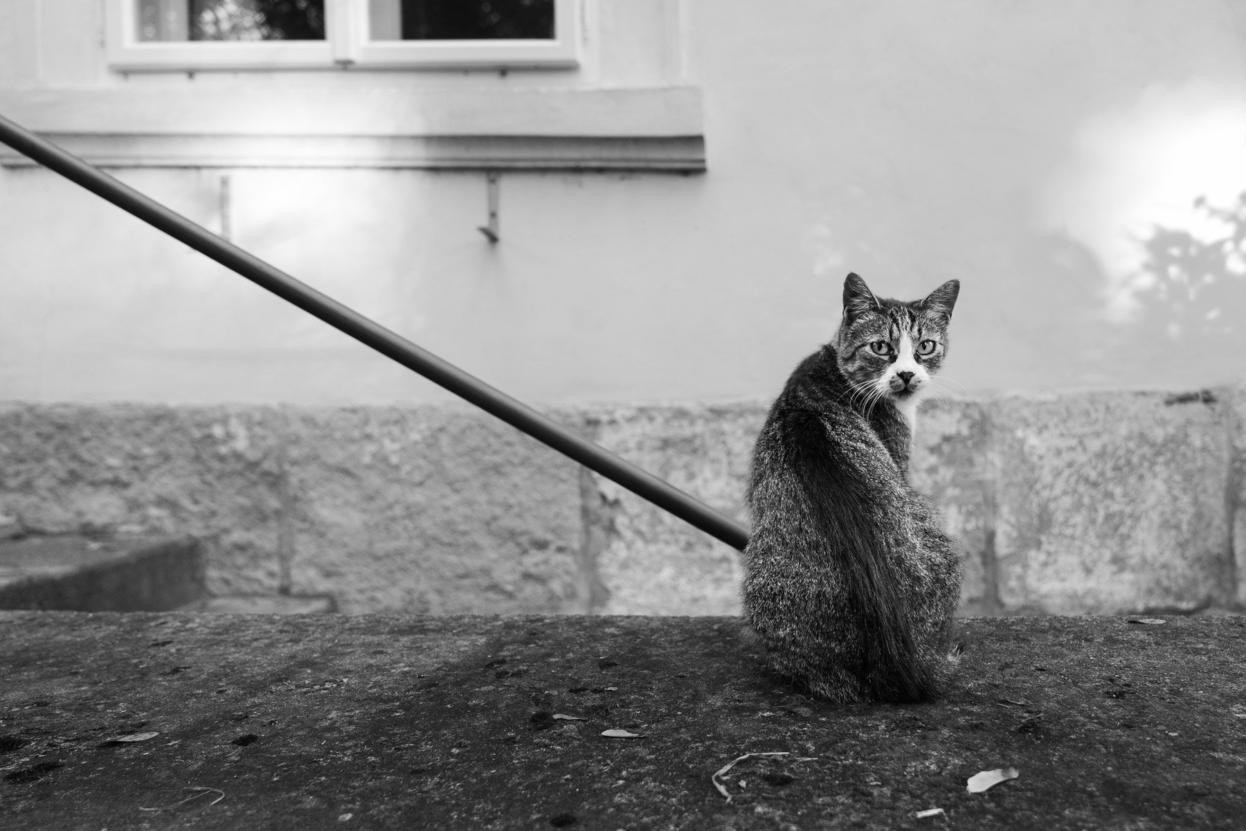 Loucen-continuo_Tomas-Beran_DSC05140.jpg