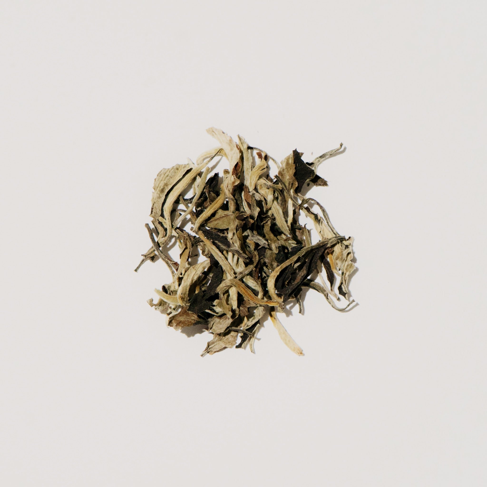 11_Luna_Leaf.jpg