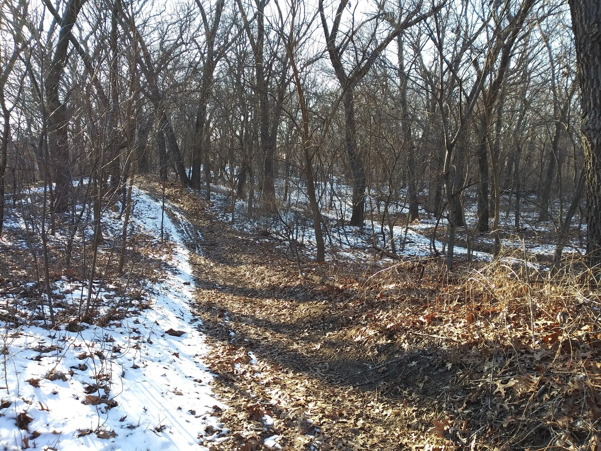 📖 Read a wonderful reflection about Briar East Woods on Lindsey Trostle's blog, obLITTERate! ➜ oblitterate.com/where/briar-east-woodland-dunes

#SaveBriarEastWoods