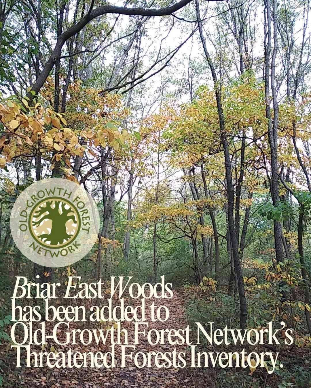 Briar East Woods has received a Threatened Forest designation from @oldgrowthforestnetwork 🌳

We join hundreds of old-growth forests across the nation under threat of logging or development. View the full inventory here and learn how you can make a 