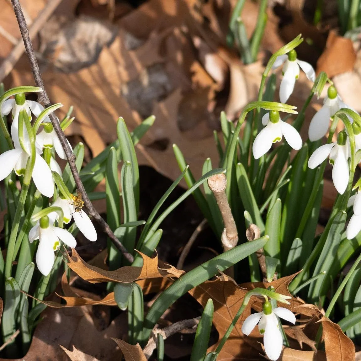 Common snowdrop (Galanthus nivalis) is a winter-flowering bulbous plant native to Europe and Southwestern Asia. Our deep freeze will soon yield to these early-blooming flowers, which are known as heralders of spring. They can be found at Briar East W