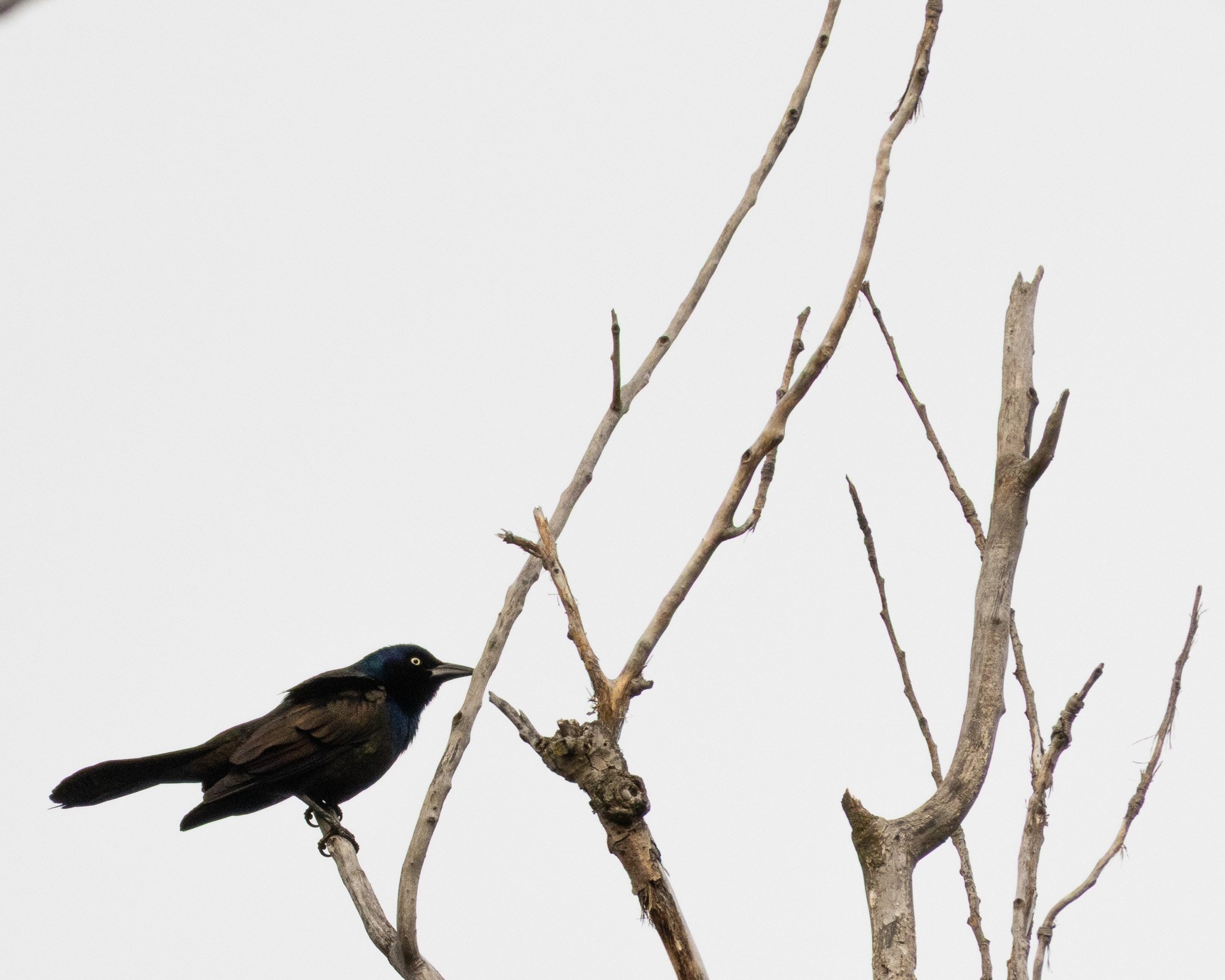Common Grackle.jpg