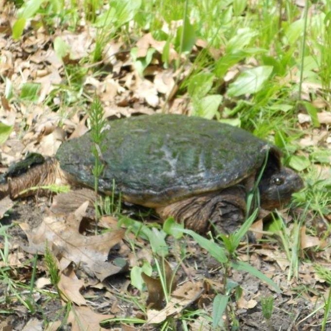 SNAPPING TURTLE.jpg