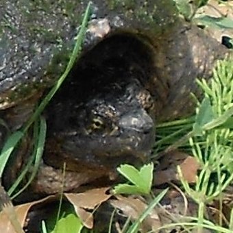 SNAPPER.jpg