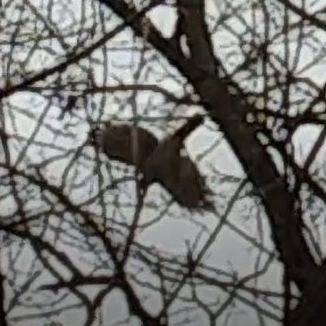 RED TAILED HAWK.jpg