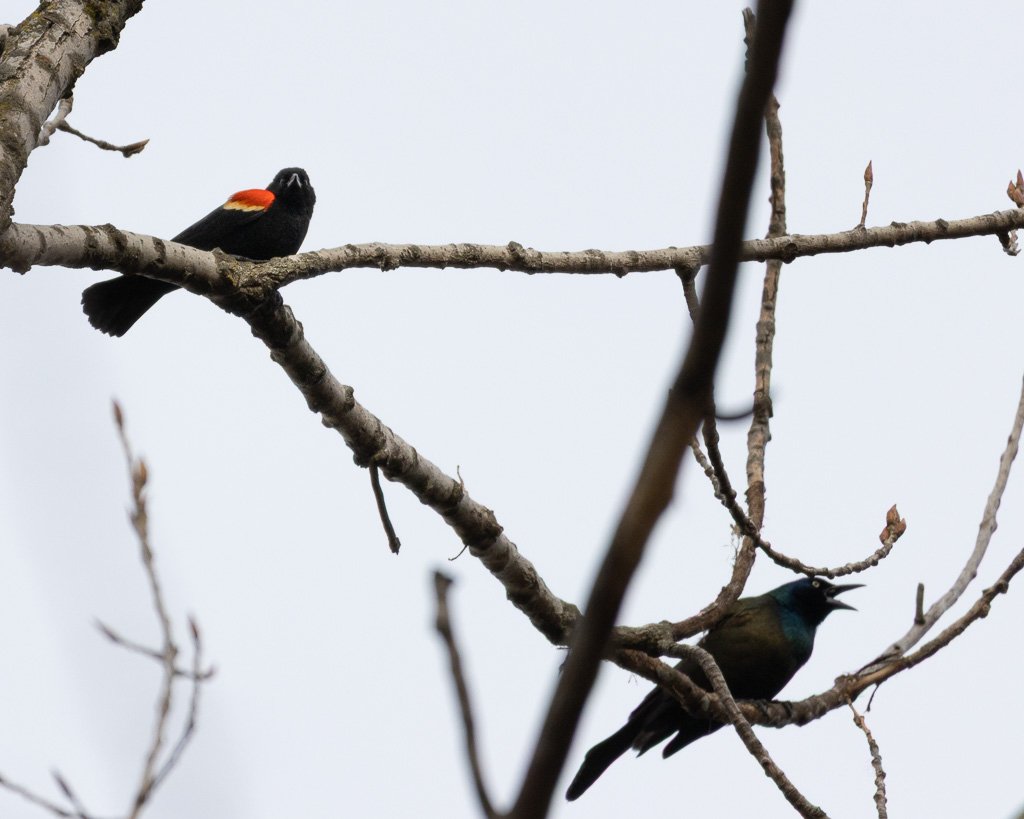 Red Winged w_ Common Grackle.jpg