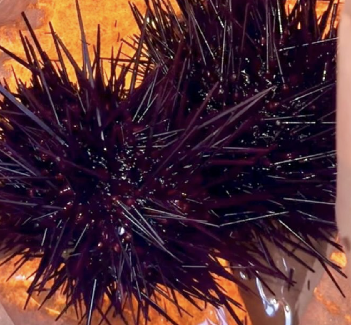 Close-up of a purple sea urchin with long, sharp spines on an orange surface.