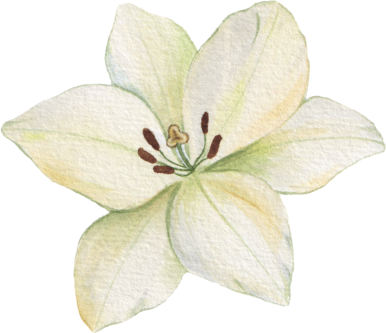 A bespoke illustration of a lily designed as a brand graphic for a new business.