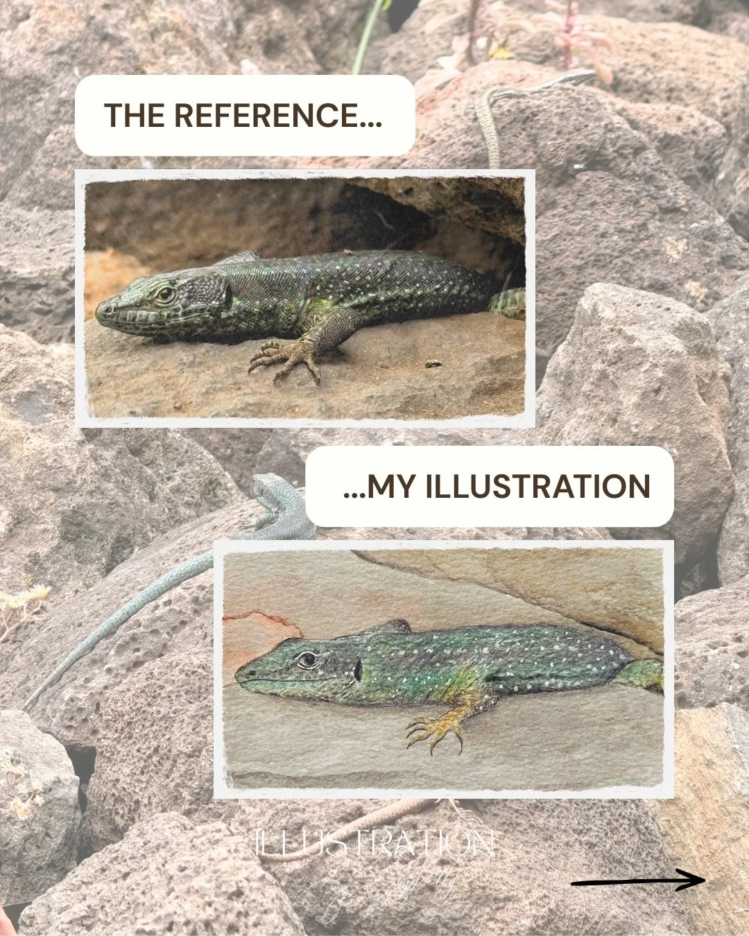 I gained a newfound appreciation for lizards in Madeira&hellip; 

They are so cool, zoom around chasing each other in circles, and up close they have the most amazing iridescent colours on their skin.

I painted this little guy from my favourite refe
