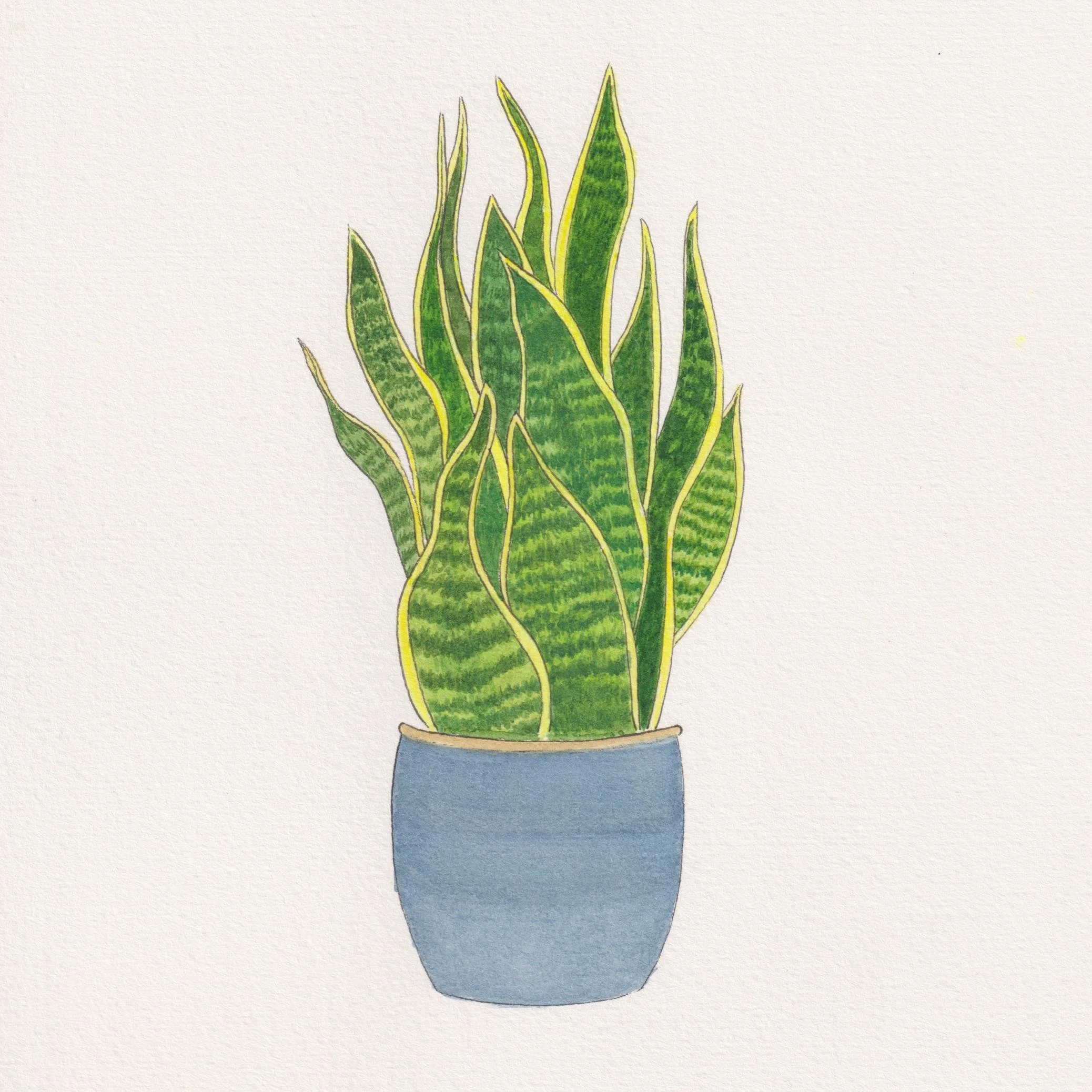 Snake Plant - Sansevieria Laurentii.jpg