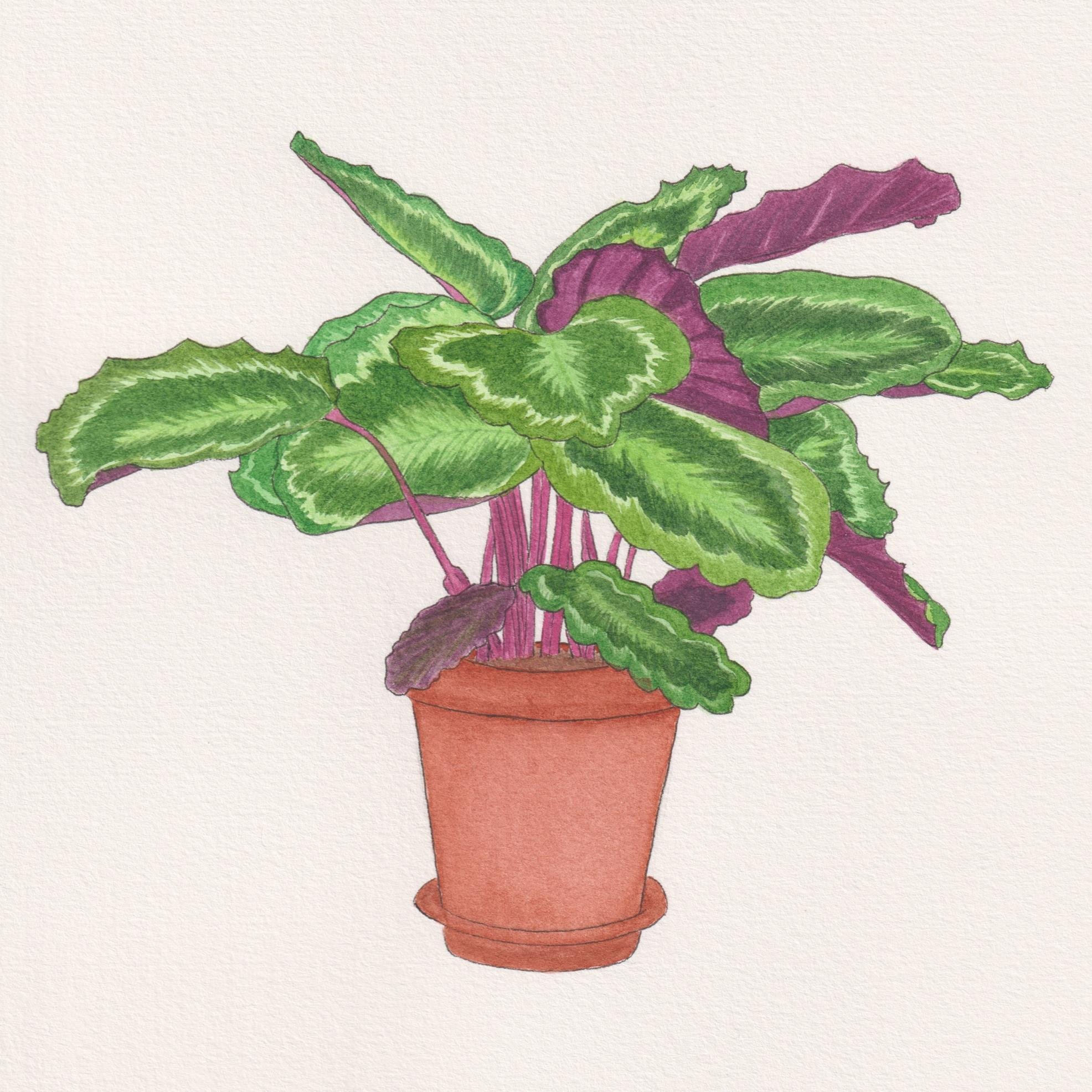 Rose Painted Calathea - Calathea Roseopicta.jpg