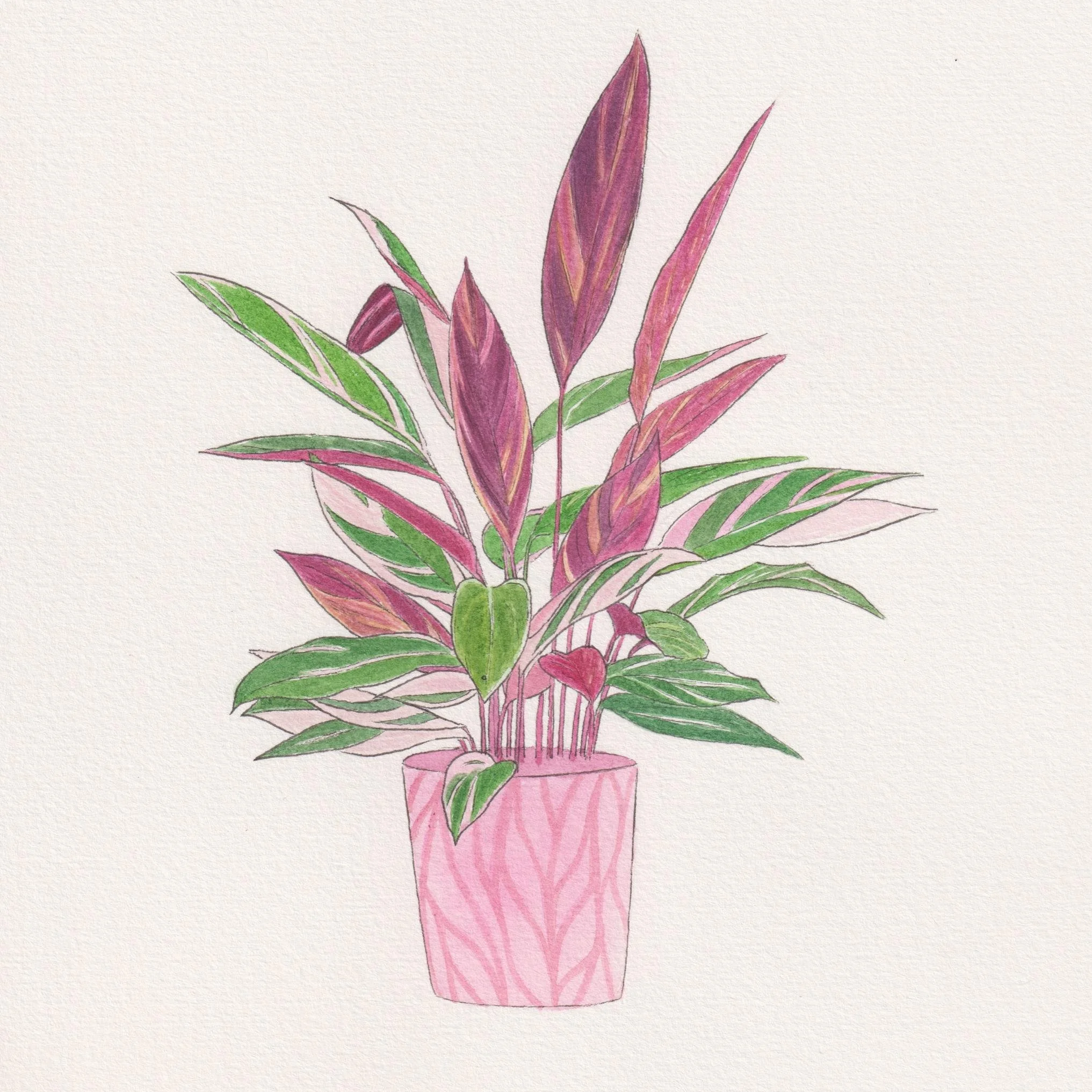Calathea Stromanthe Triostar.jpg