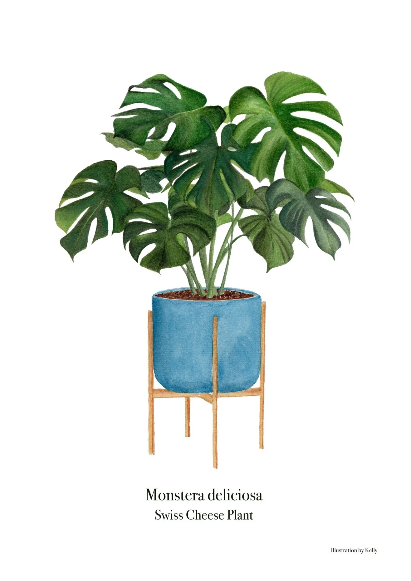 Monstera deliciosa_for print-2.jpg