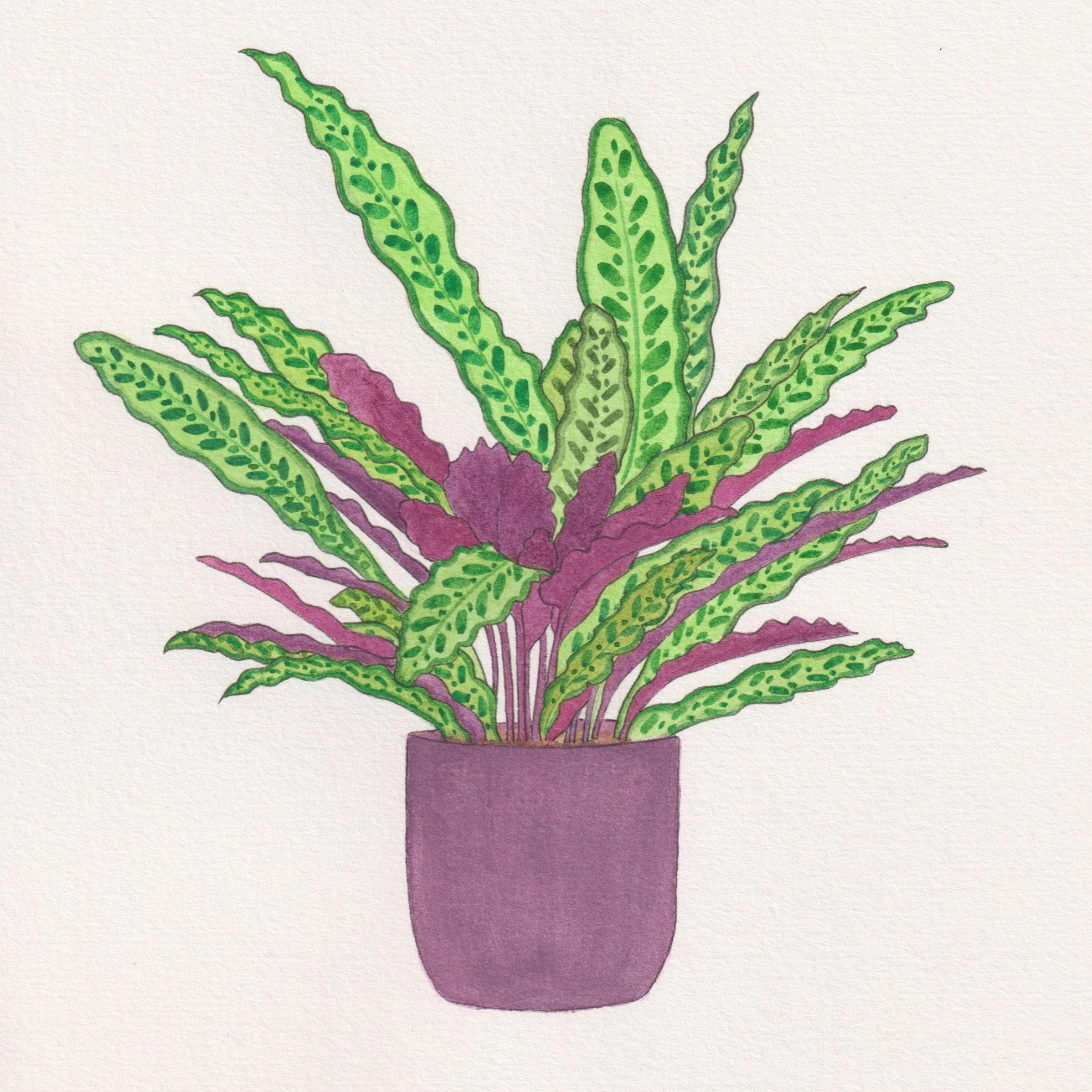 Rattlesnake Plant - Calathea Lancifolia.jpg
