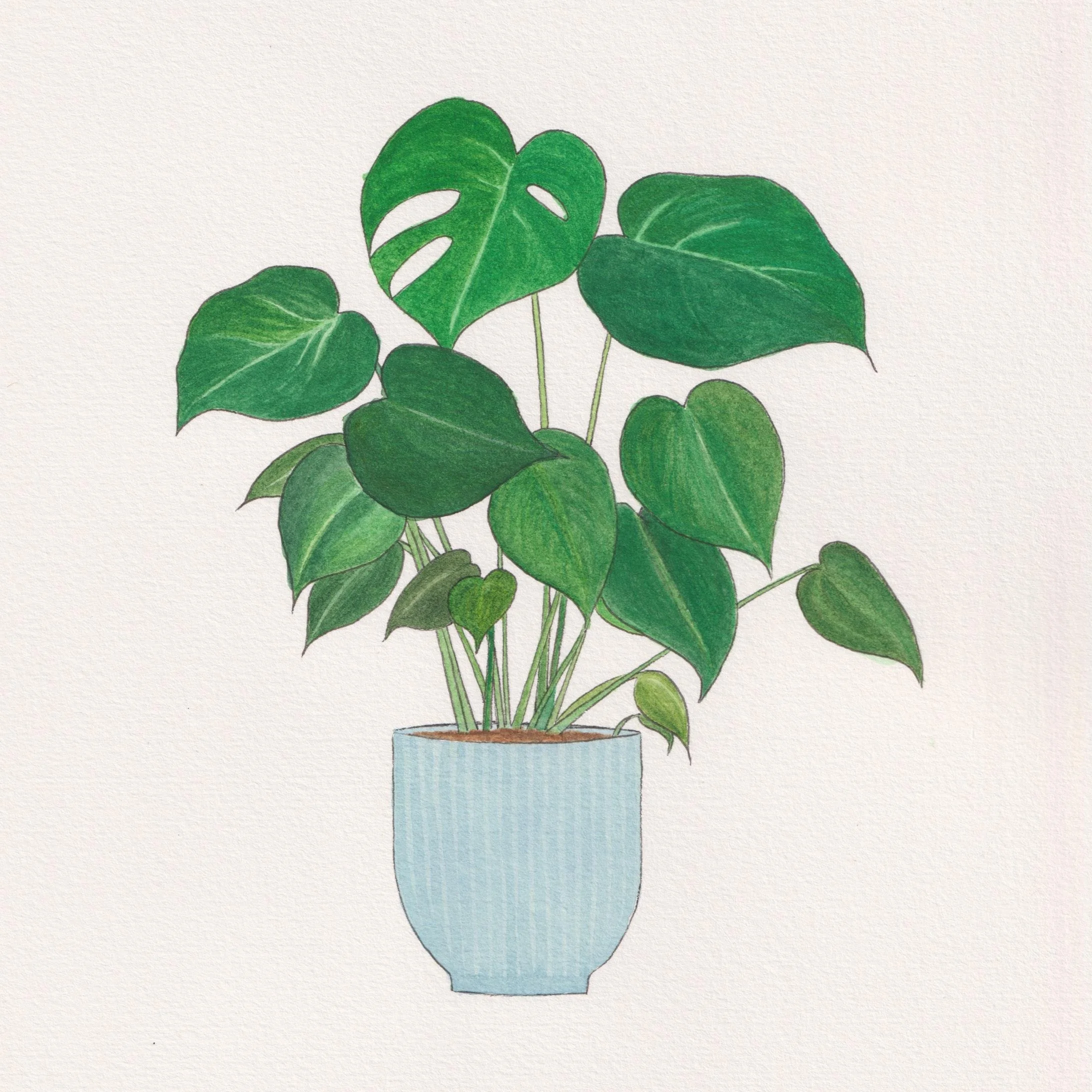 Swiss Cheese Plant - Monstera Deliciosa.jpg