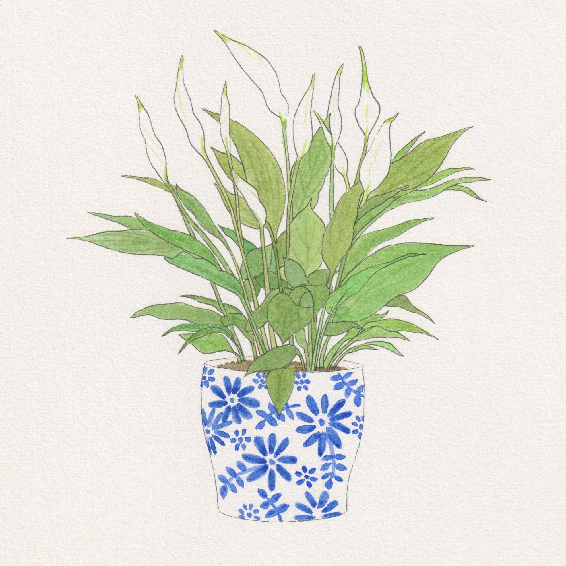 Peace Lily - Spathiphyllum Wallisii.jpg