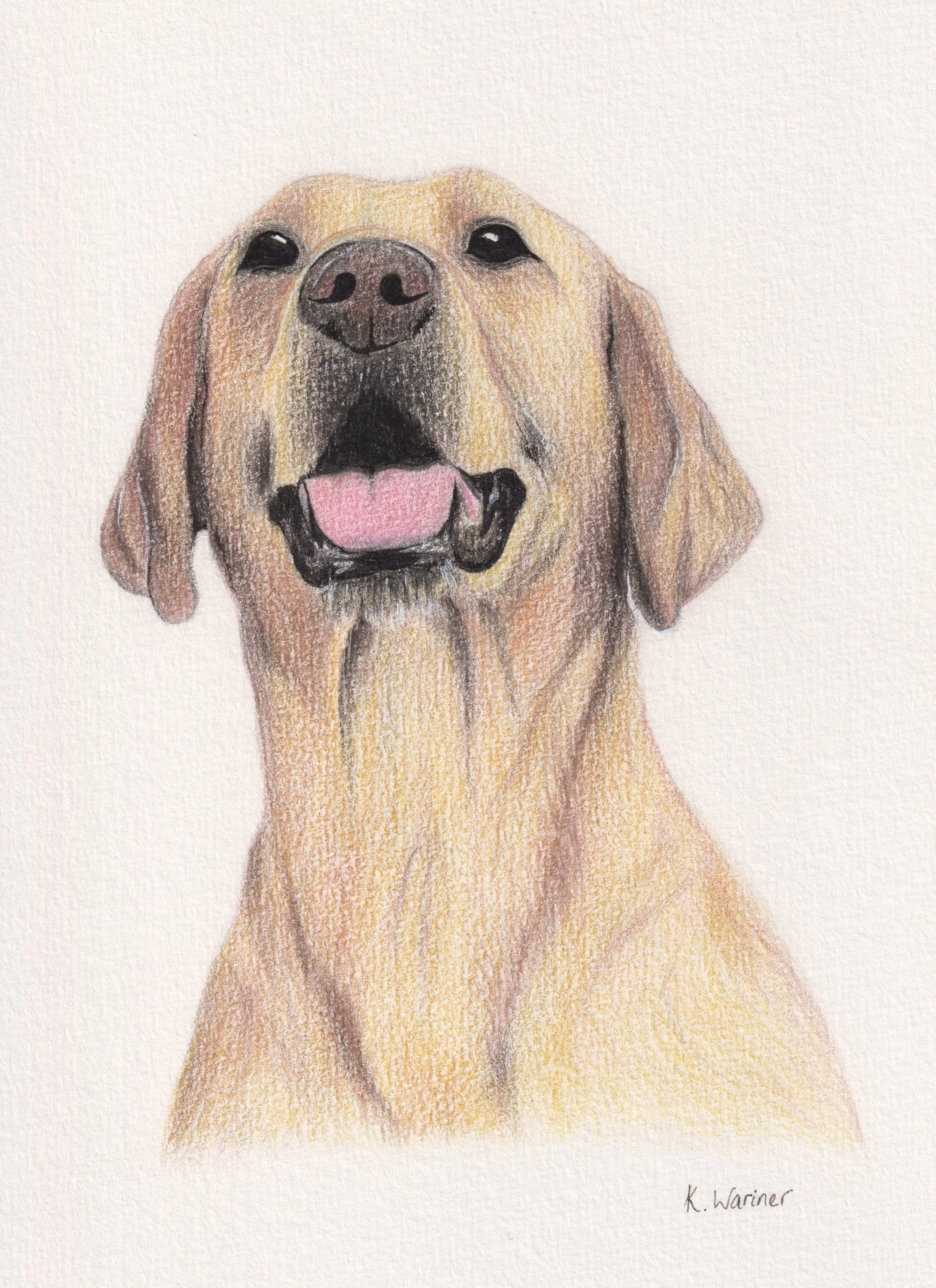 Colourful illustration of a happy Labrador dog with its tongue out and eyes closed.