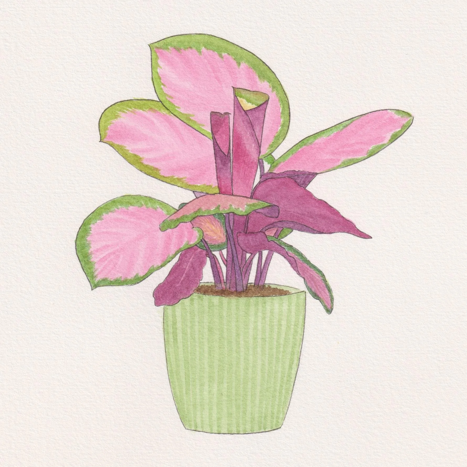 Calathea Roseopicta Rosy - Calathea Roseapicta.jpg