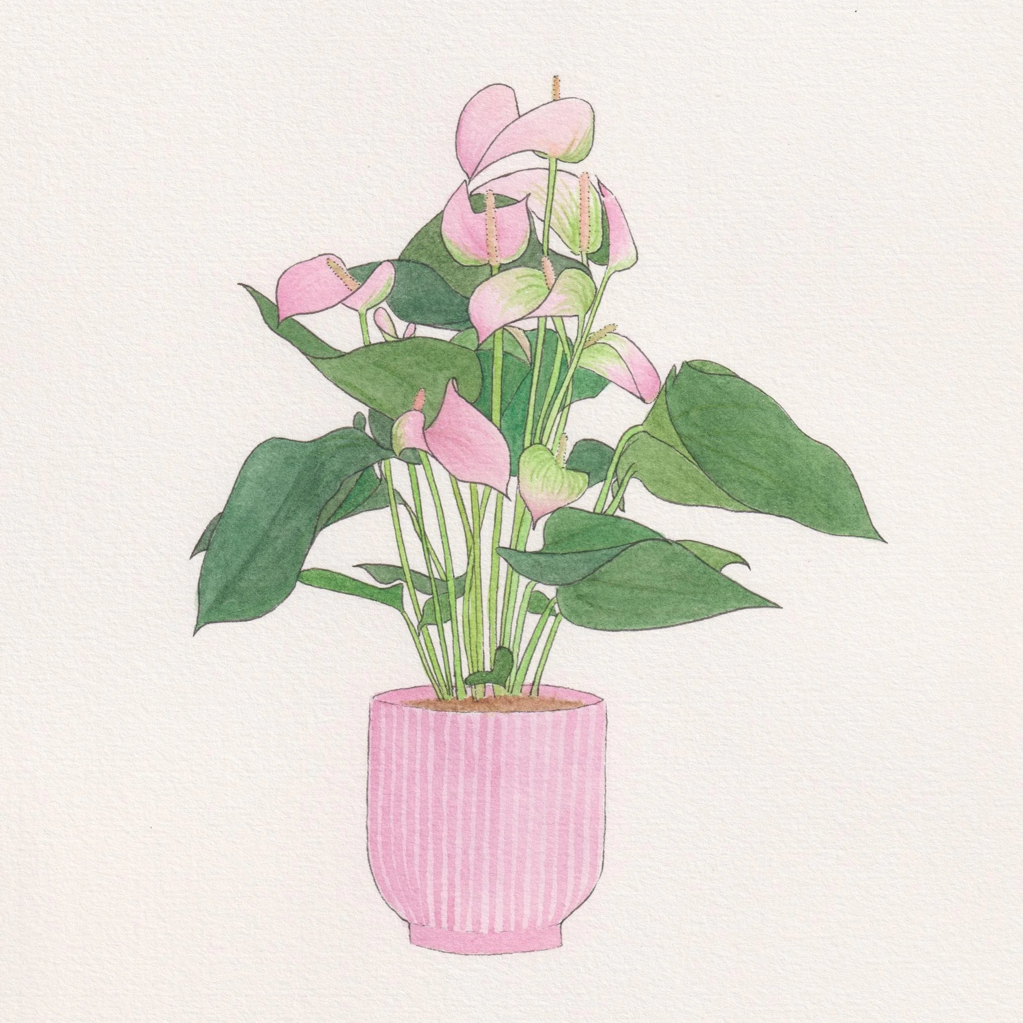 Peach Anthurium - Flamingo Flower.jpg