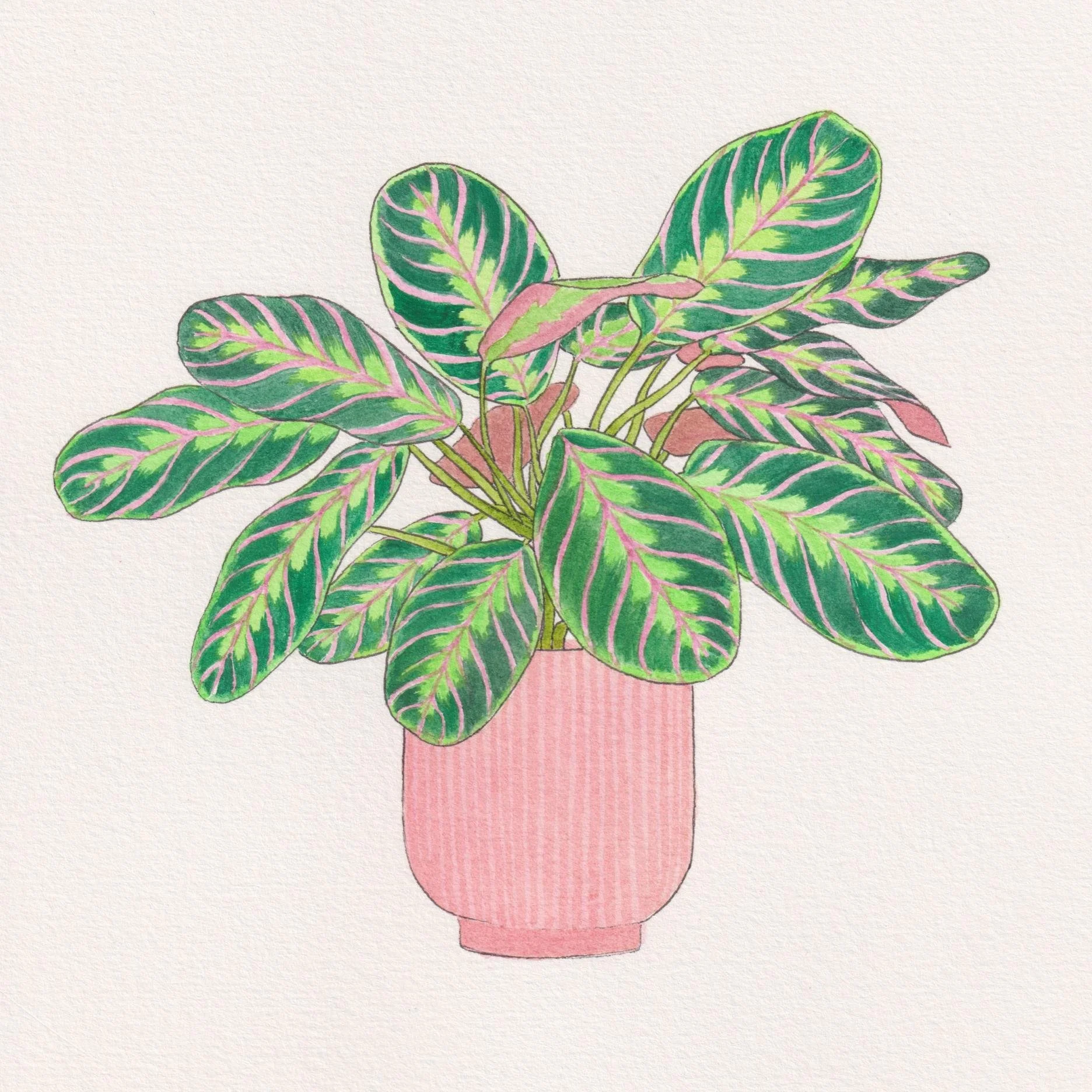 Prayer Plant - Maranta Leuconeura.jpg