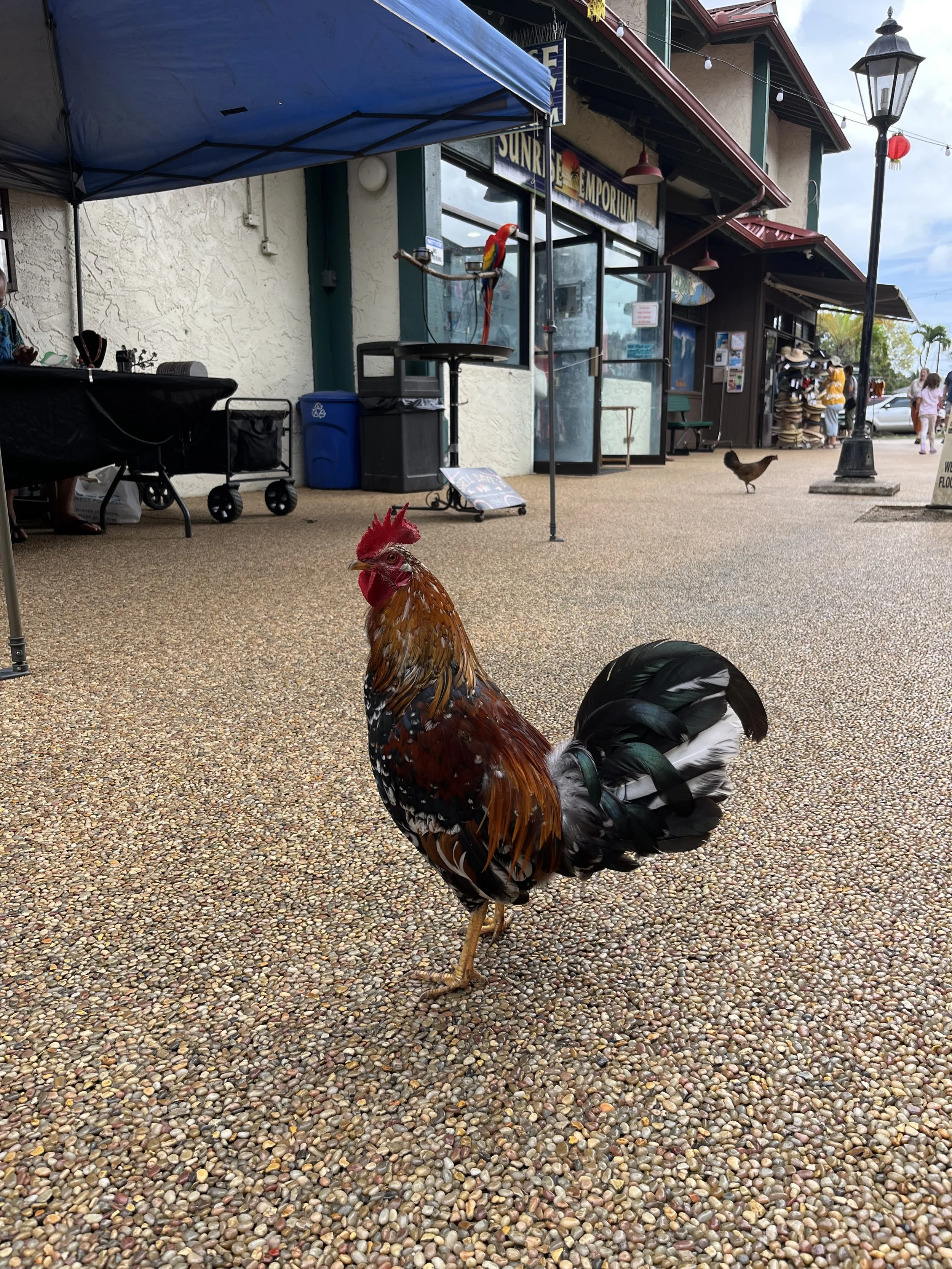 Exploring Kauai: An Active Family Trip to the Garden Isle