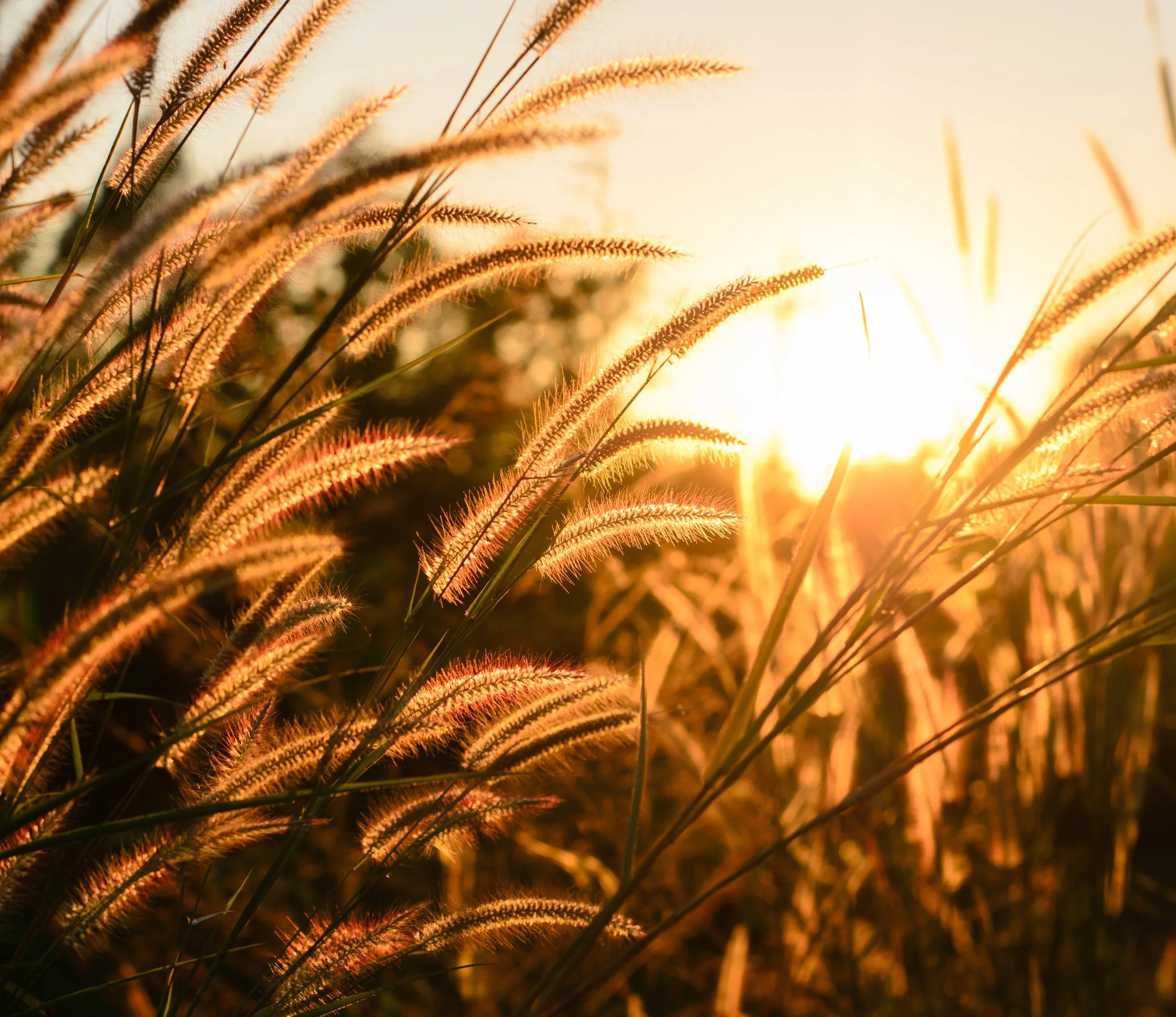 A Harvest Sound Journey with Anna Simpson | $45