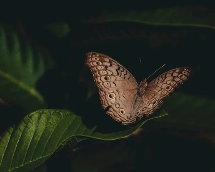 Spring Equinox Goddess Circle | $45