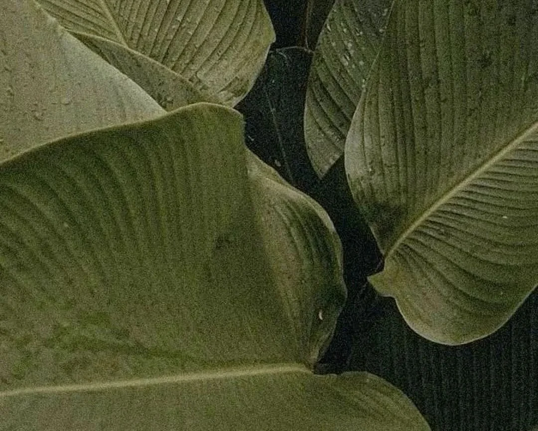 Wild Reconstruct | An 8‑Day Spring Cleanse for Building Your Light | $259