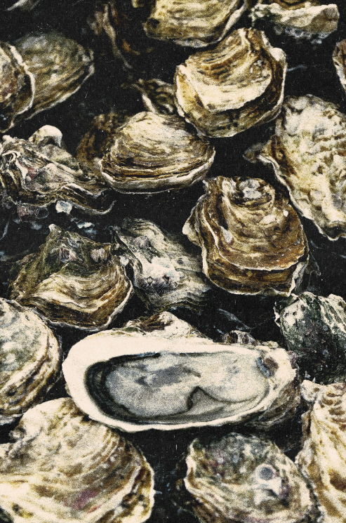 Oyster Saison // Freeport Pilot Beer // Draft Only // Farmhouse Ale //  4% ABV //  Brewed with 100% Blue Ox Malt, this saison features Pilsner, Vienna, and a touch of biscuit malt. Maine-grown oyster shells were added to the mash and boil to give a s