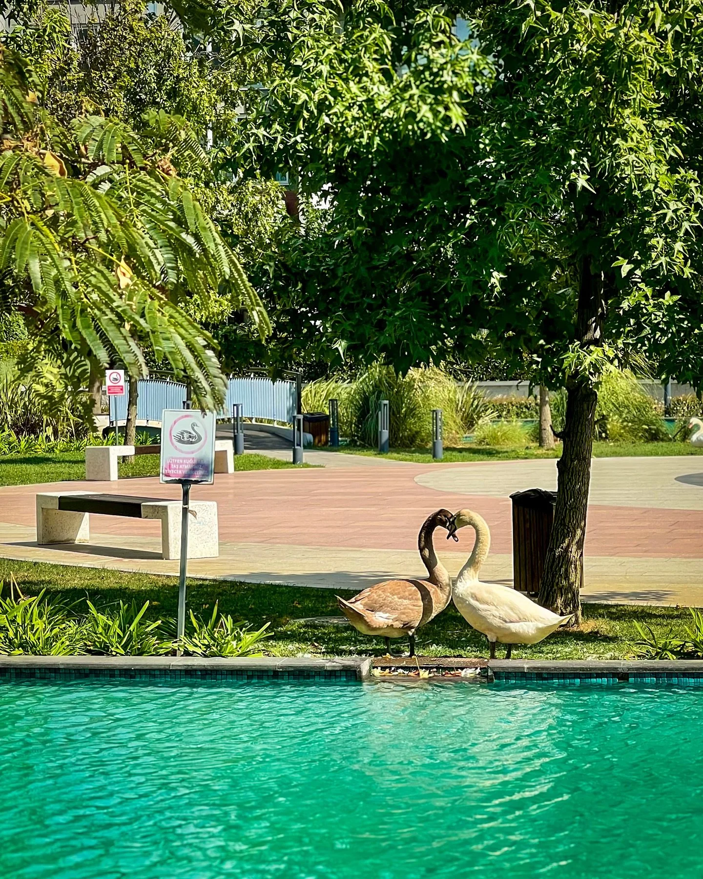 Love needs no grand gestures, just two hearts meeting quietly.

#NatureLove #SwanCouple #LoveInNature #TurquoiseWaters #WildRomance #SwanHearts #PeacefulMoments #AnimalConnection #NatureAtItsBest #VisualPoetry #LoveInTheDetails #BirdsOfInstagram #Ten