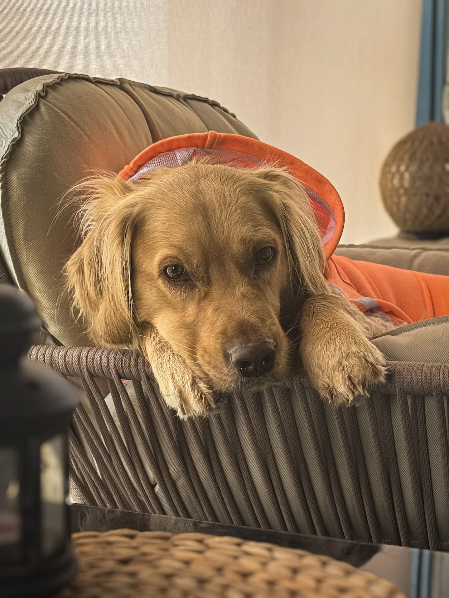 When the world feels too loud, I retreat to my throne and let the silence pet my soul.

Shot at home. Lit by love.

#DogMood #GoldenVibes #DogPortrait #LazyVibesOnly #FluffySoul #ChillDog #DogsofInsta #PetPhotography #HomeVibes #VisualCalm #GoldenCoa