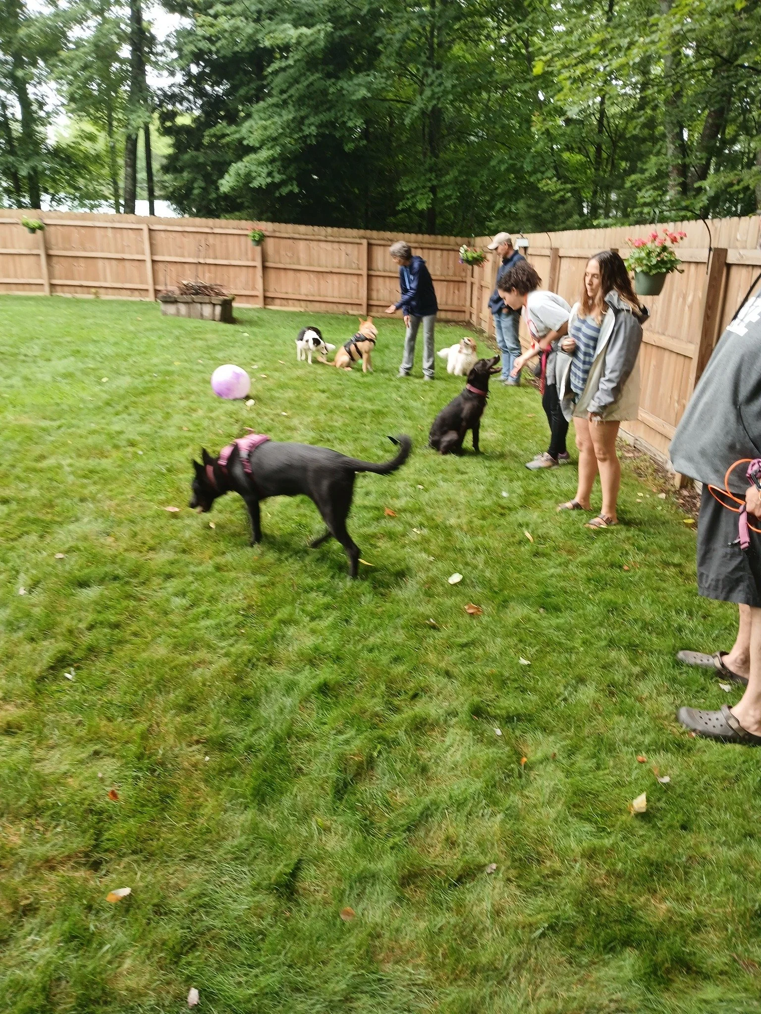 Agape K9 Club