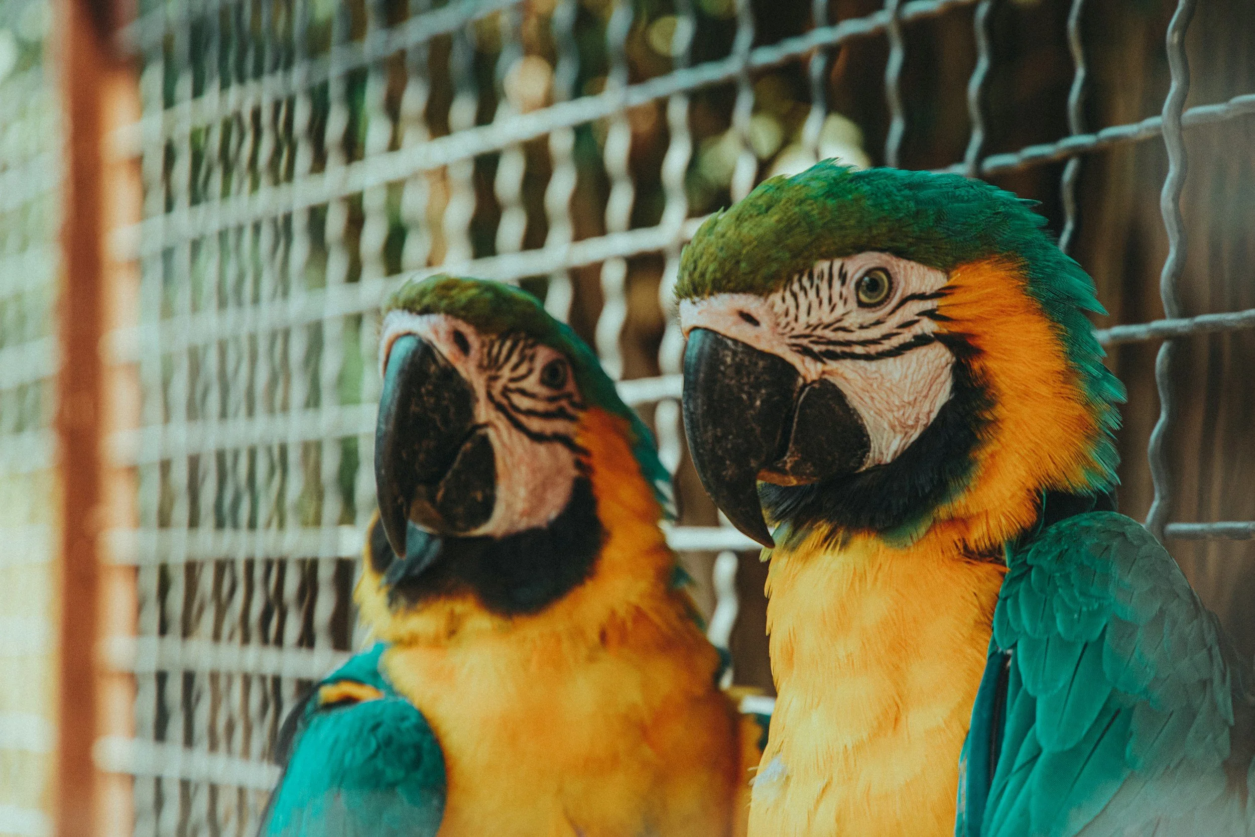 DUO