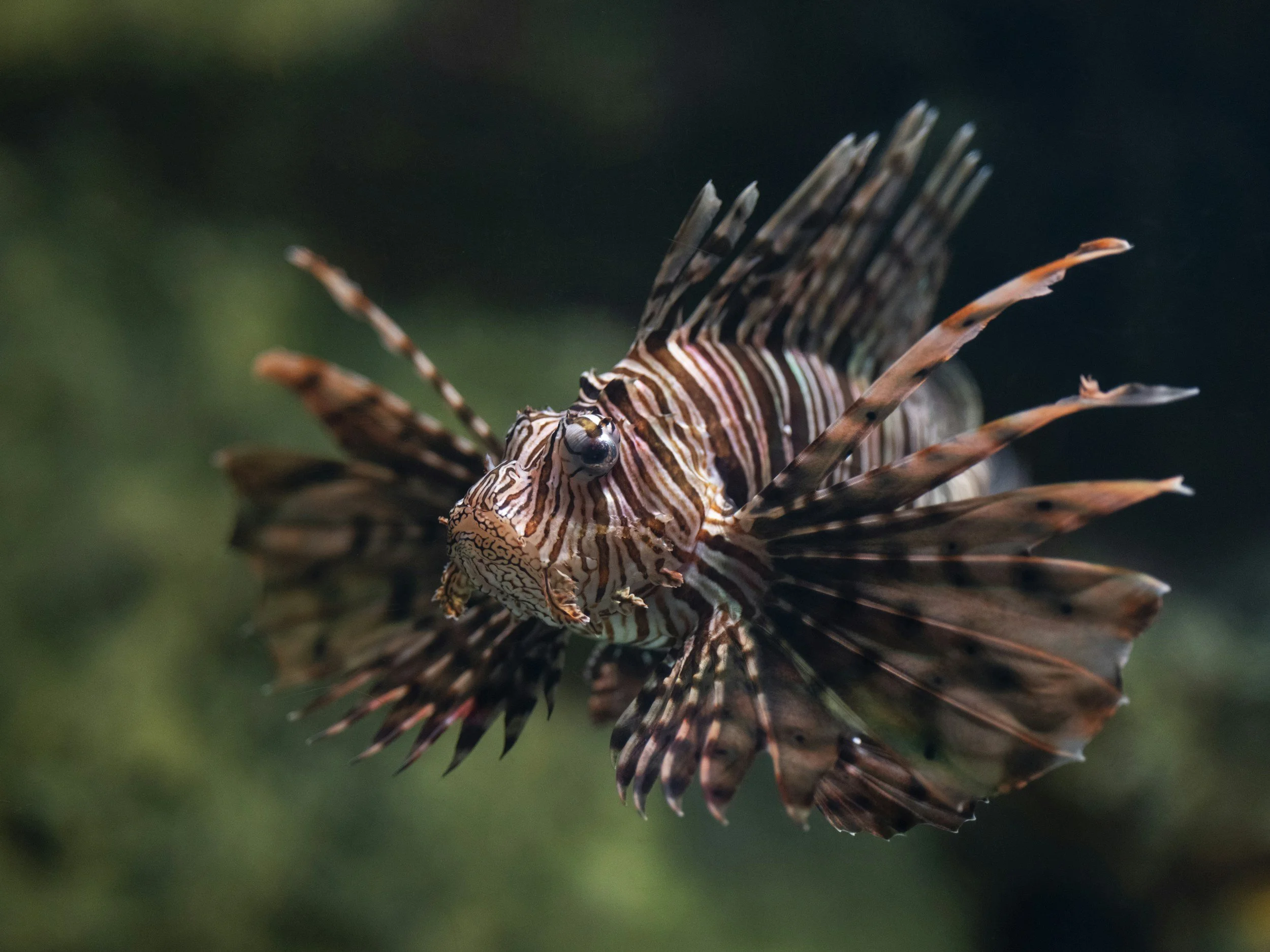 FIN