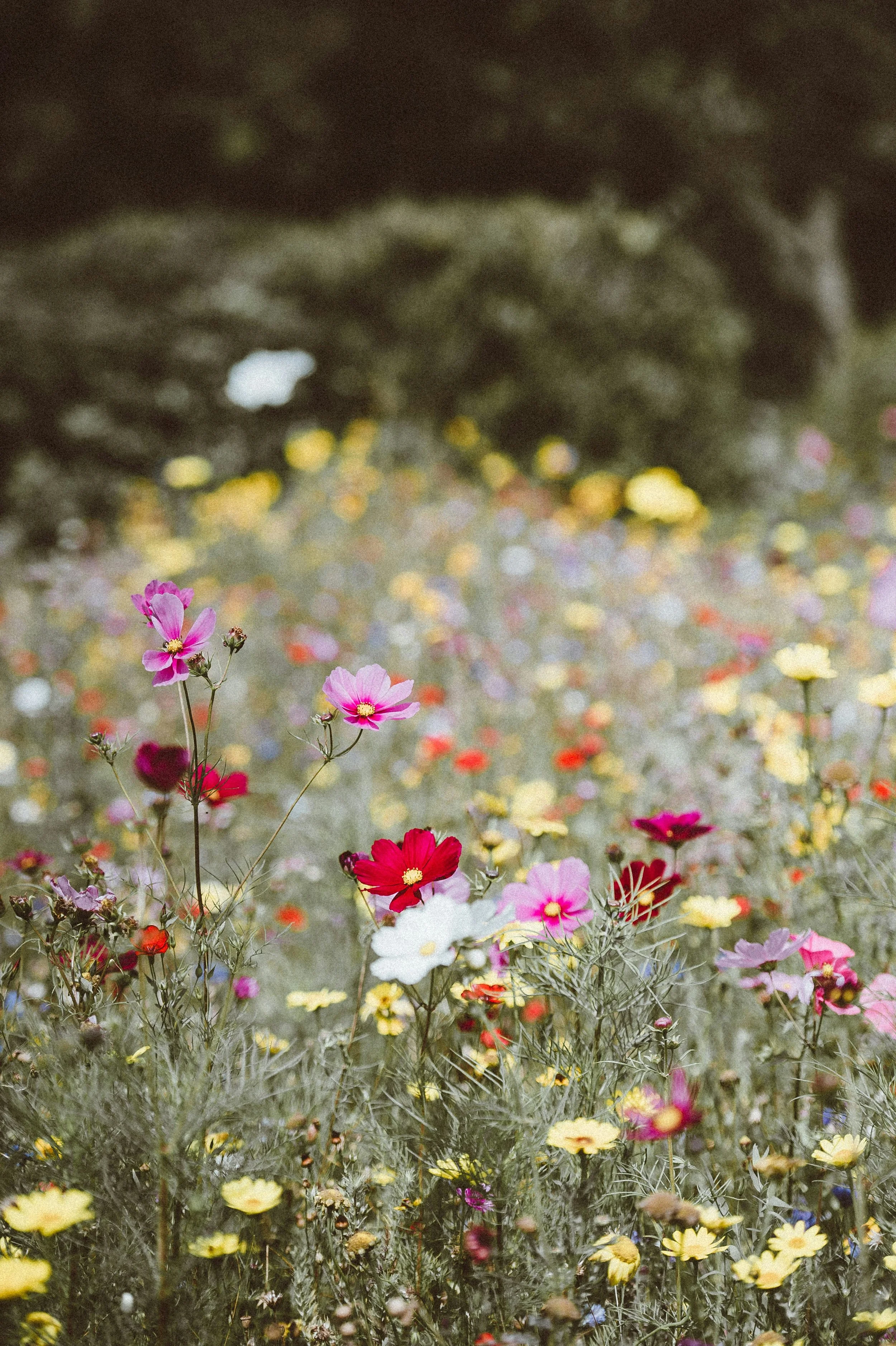 Close-up of pink, white, red, yellow, and purple wildflowers in a field with blurred colorful flowers in the background.