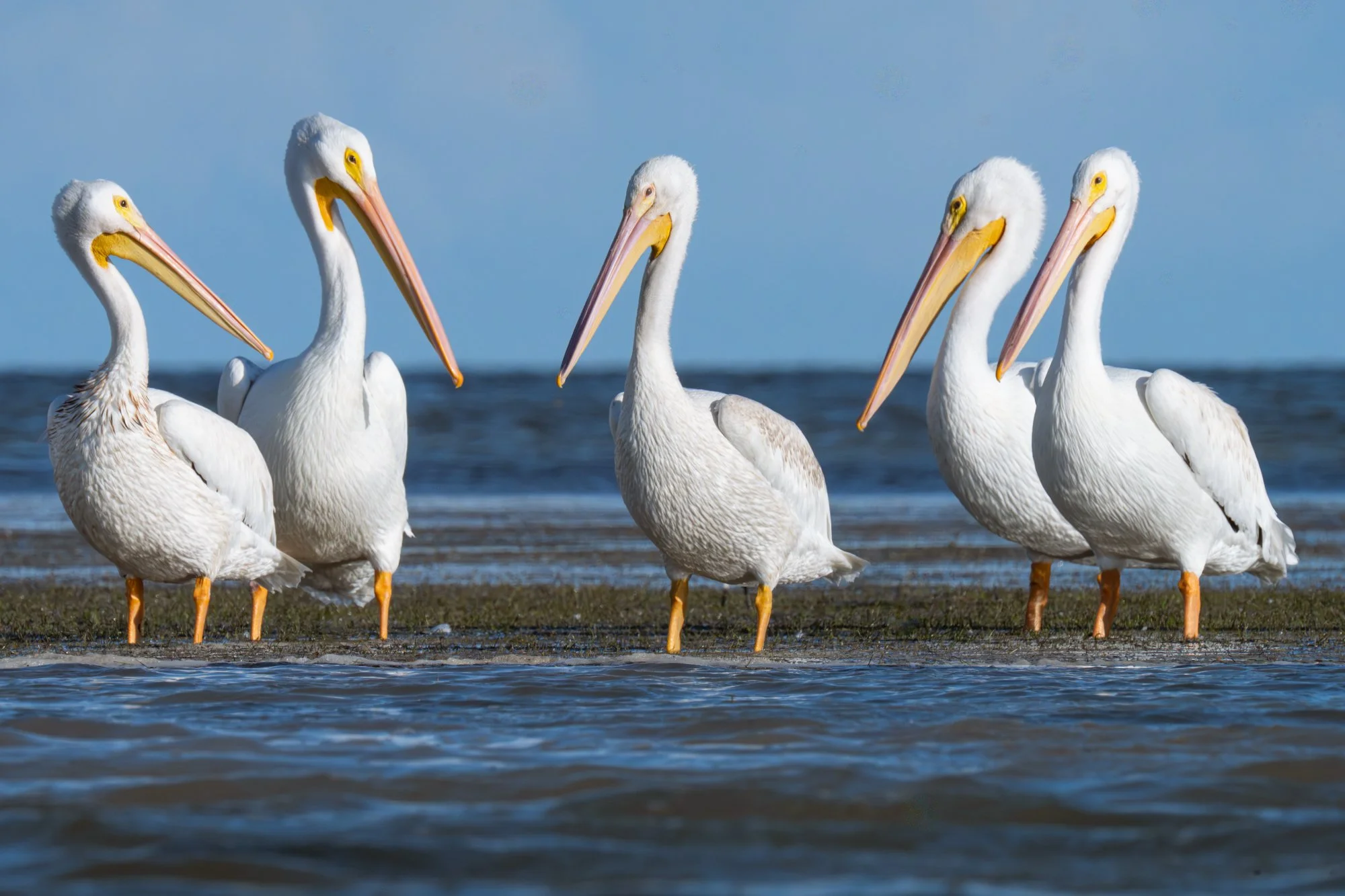 City Council
Into The Wild Imagery
Cynthia Ariosta Photography
Wildlife bird photography prints
Fine art nature photography prints
Bird photography art for collectors
Limited edition bird photography for sale
Large format bird prints for interiors
Lu